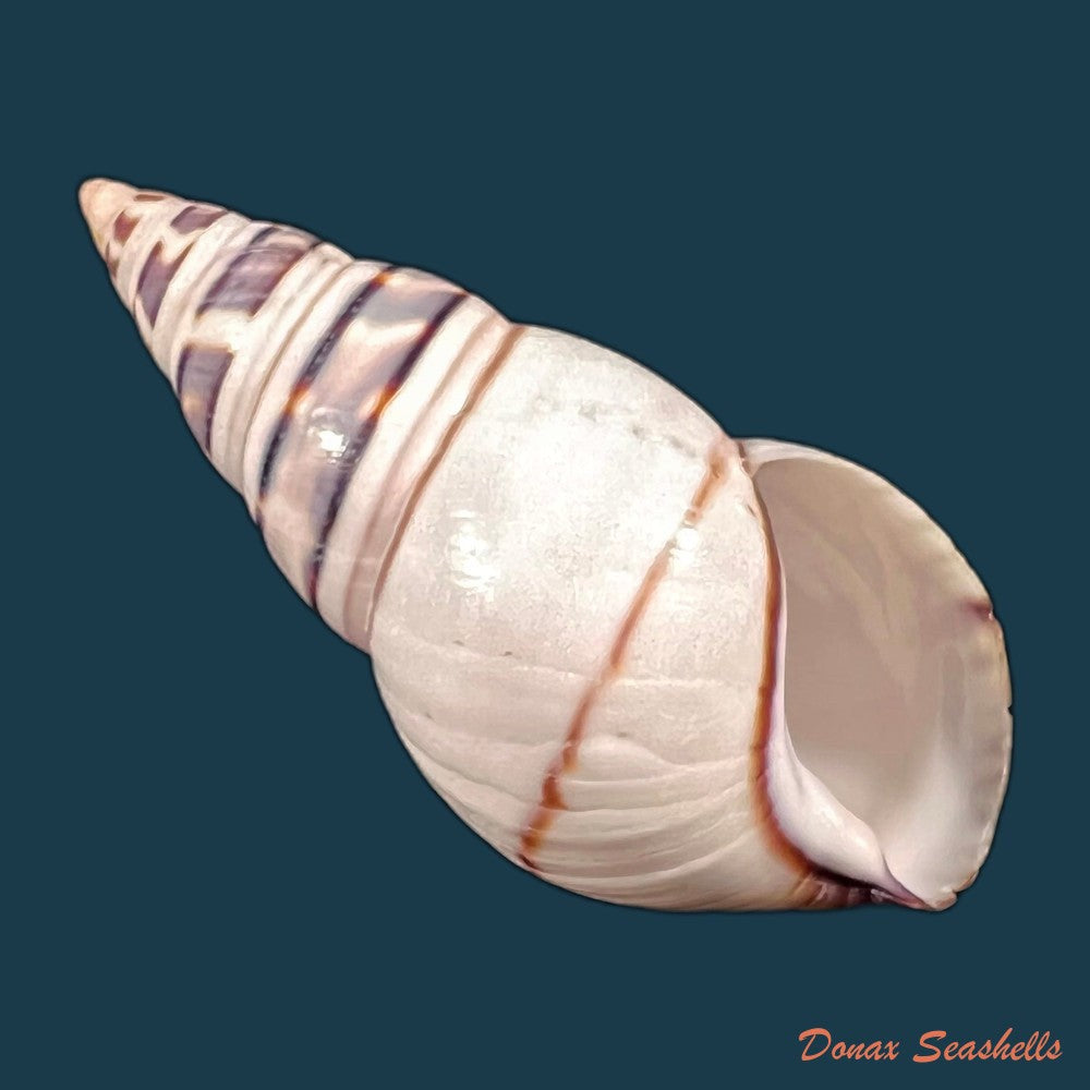 copia-de-liguus-fasciatus-guitarti-jaume-1952-51-1mm