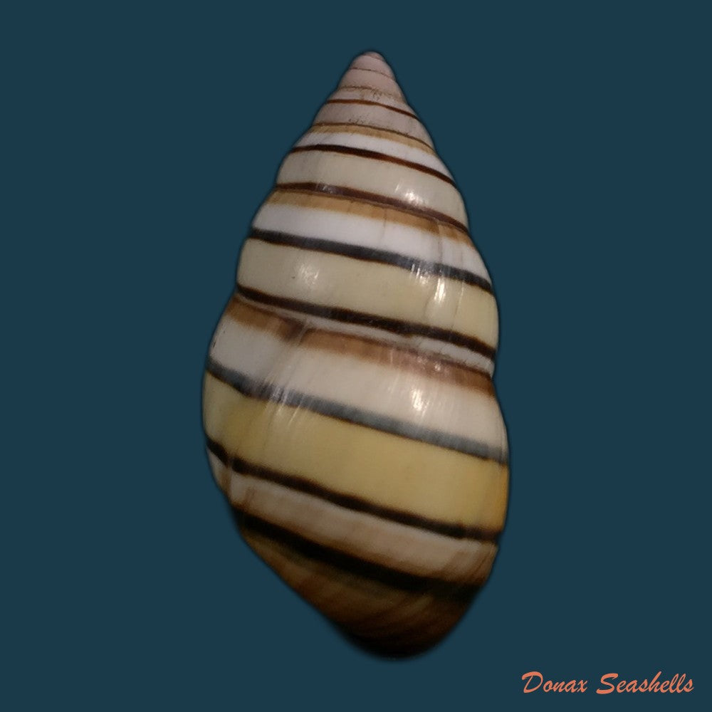 copia-de-liguus-vittatus-swainson-1822