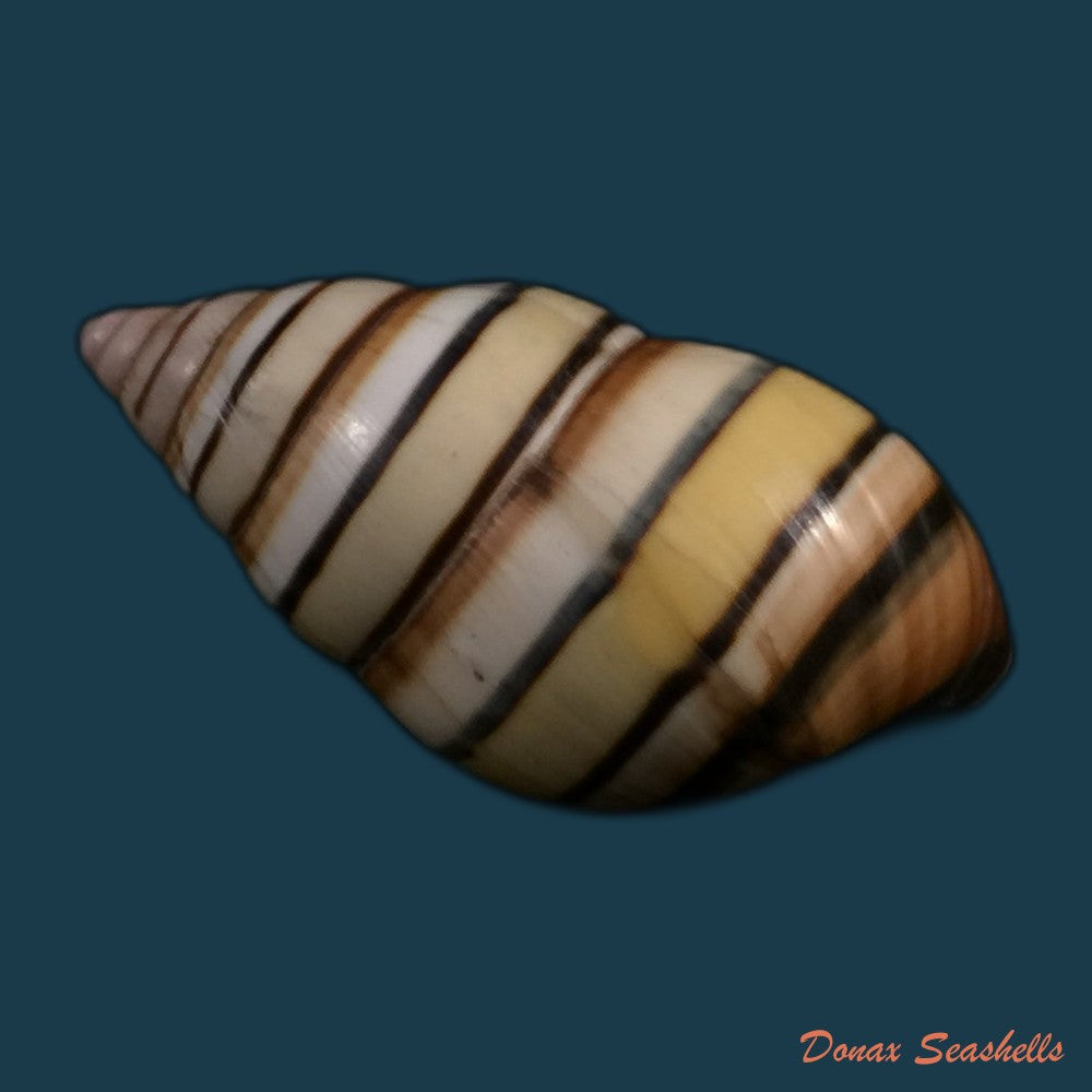copia-de-liguus-vittatus-swainson-1822