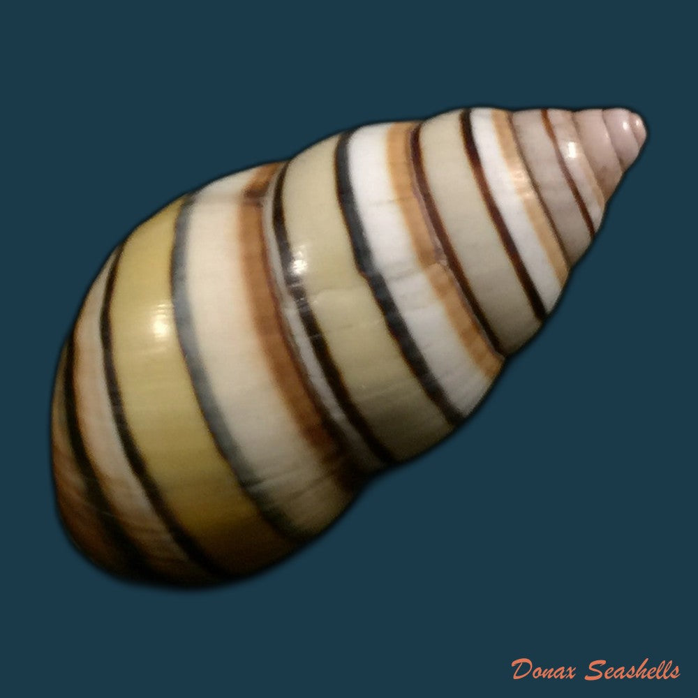 copia-de-liguus-vittatus-swainson-1822