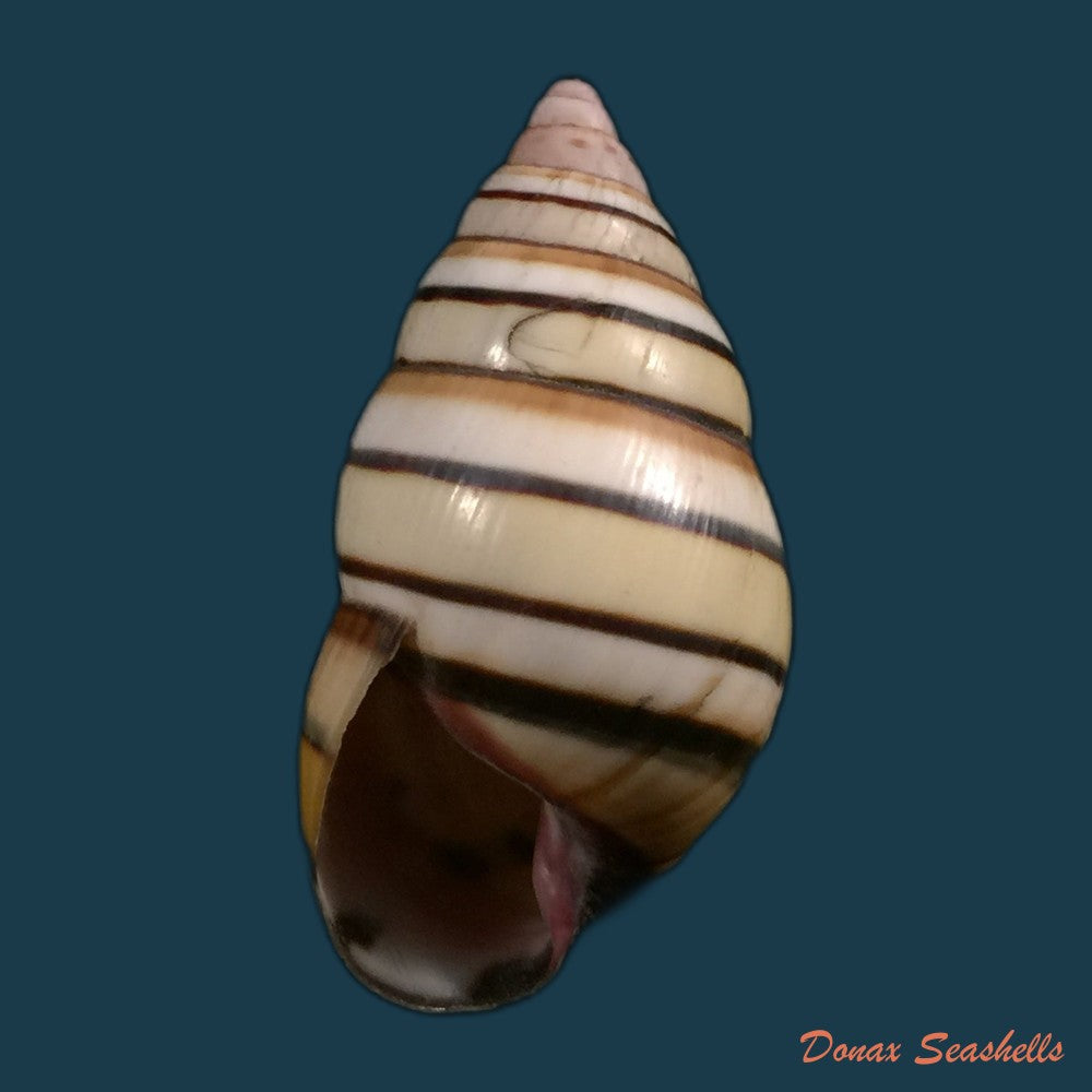 copia-de-liguus-vittatus-swainson-1822