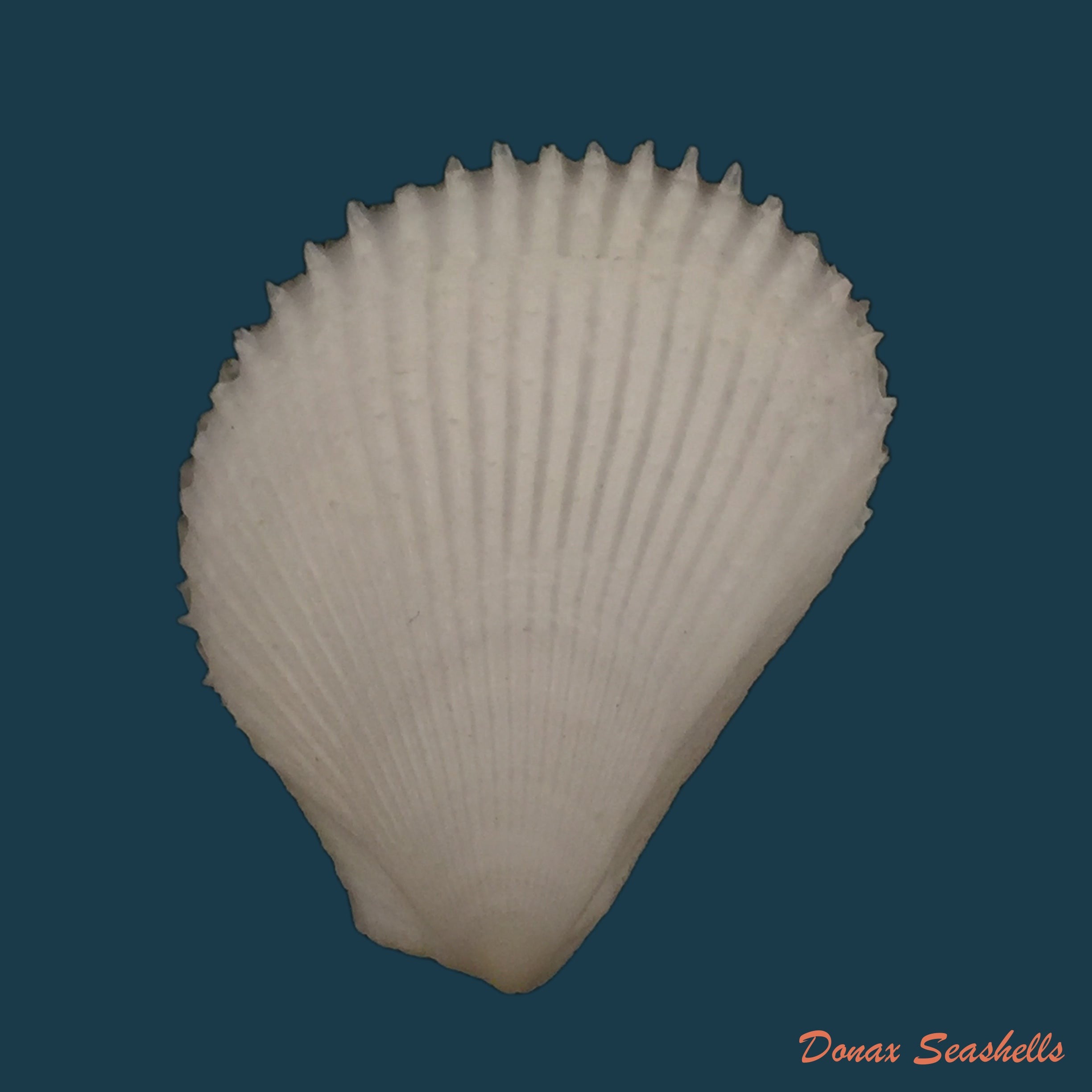 copia-de-lima-caribaea-dorbigny-1842-30mm