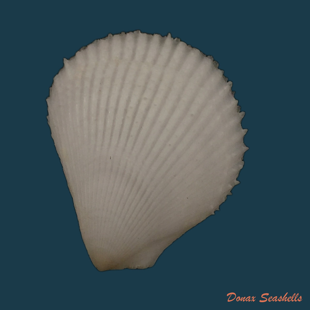 copia-de-lima-caribaea-dorbigny-1842-30mm