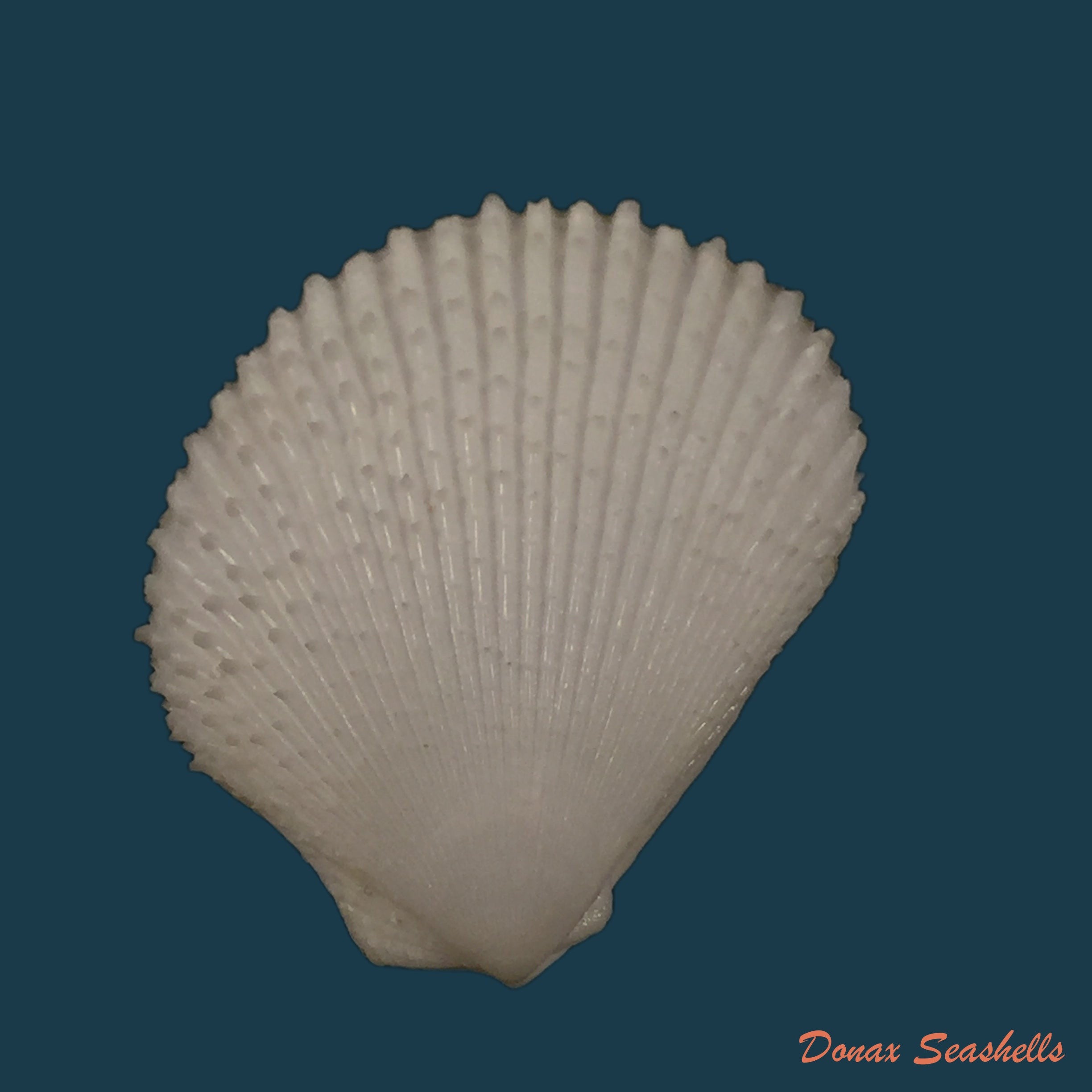 copia-de-lima-caribaea-dorbigny-1842-33-2mm