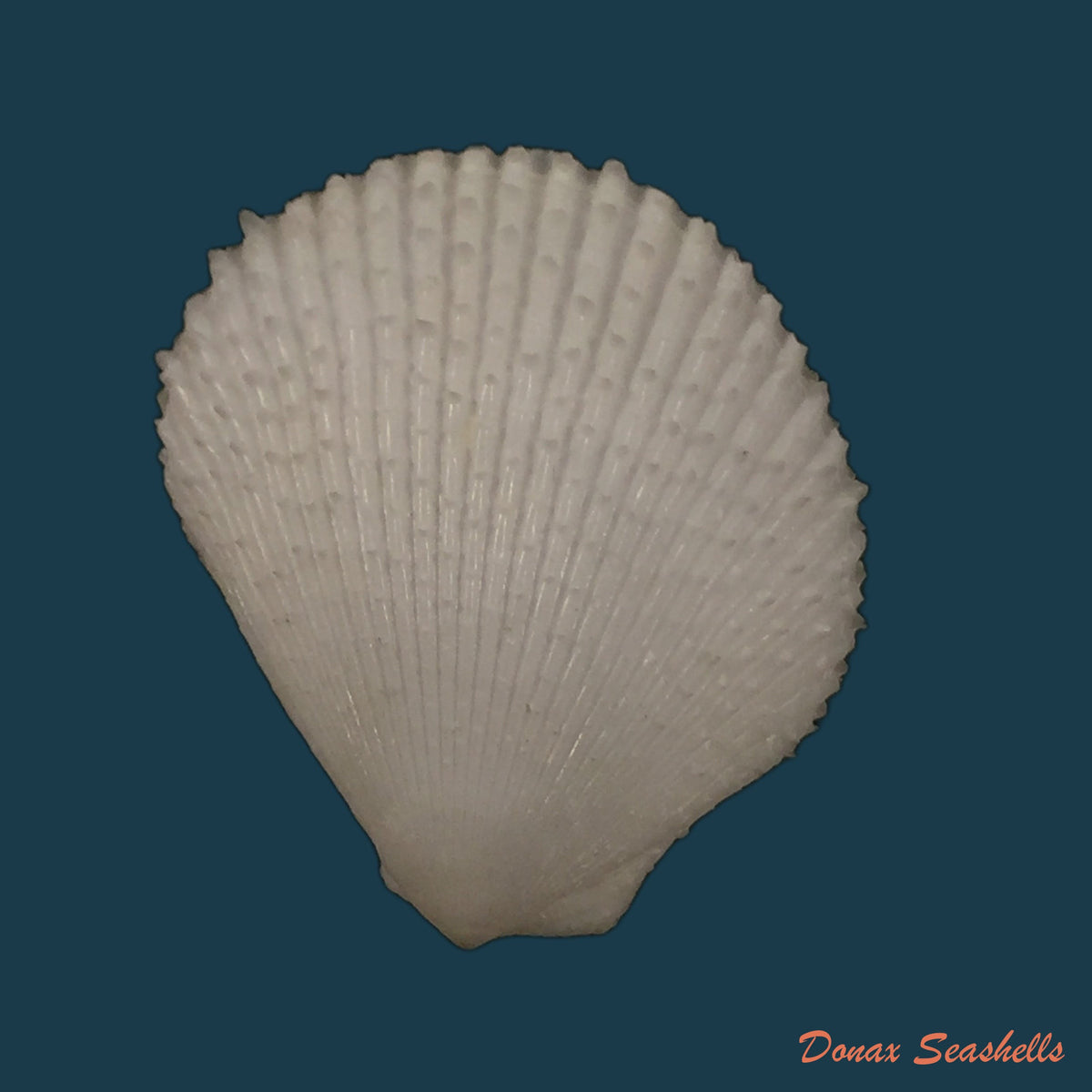 copia-de-lima-caribaea-dorbigny-1842-33-2mm