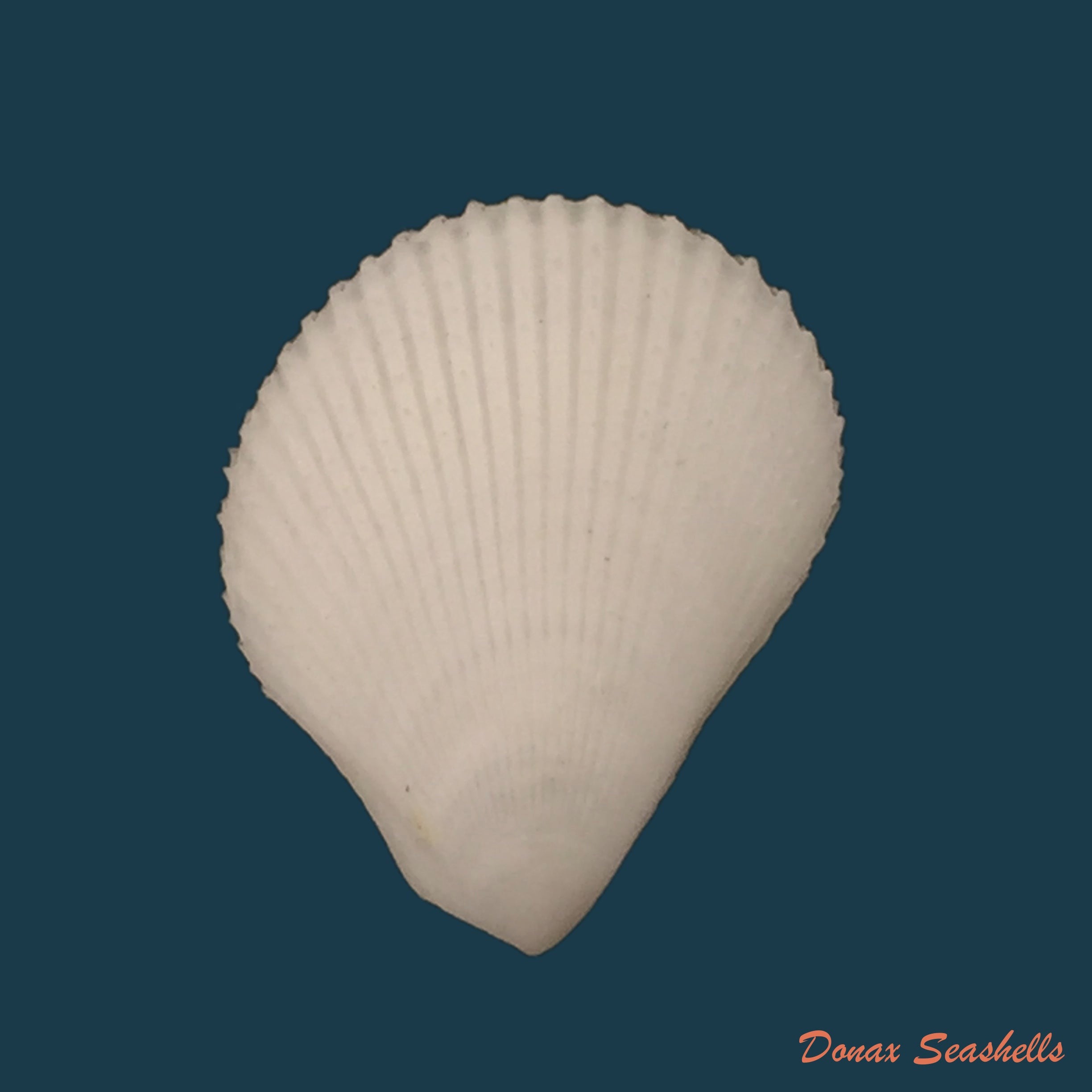 copia-de-lima-caribaea-dorbigny-1842-36-3mm