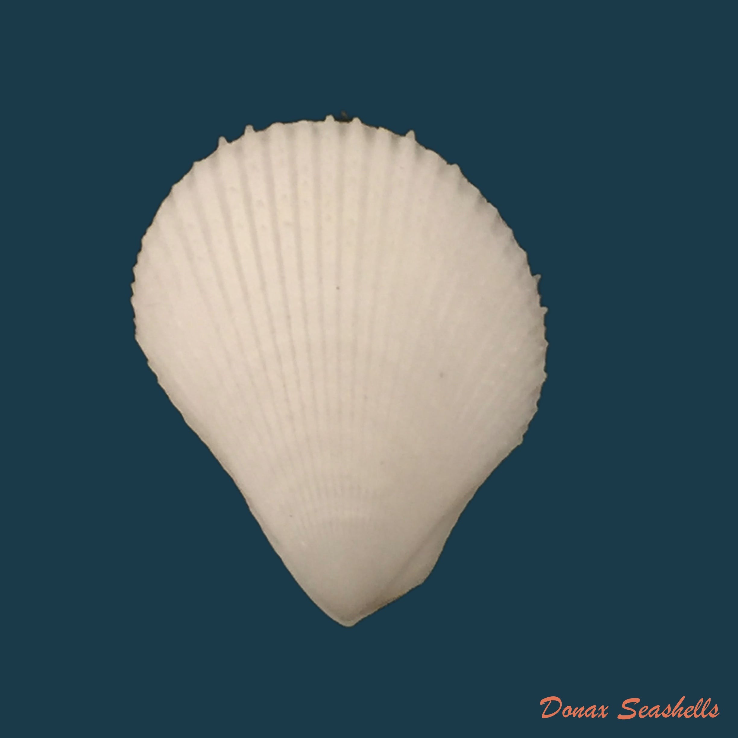 copia-de-lima-caribaea-dorbigny-1842-36-3mm