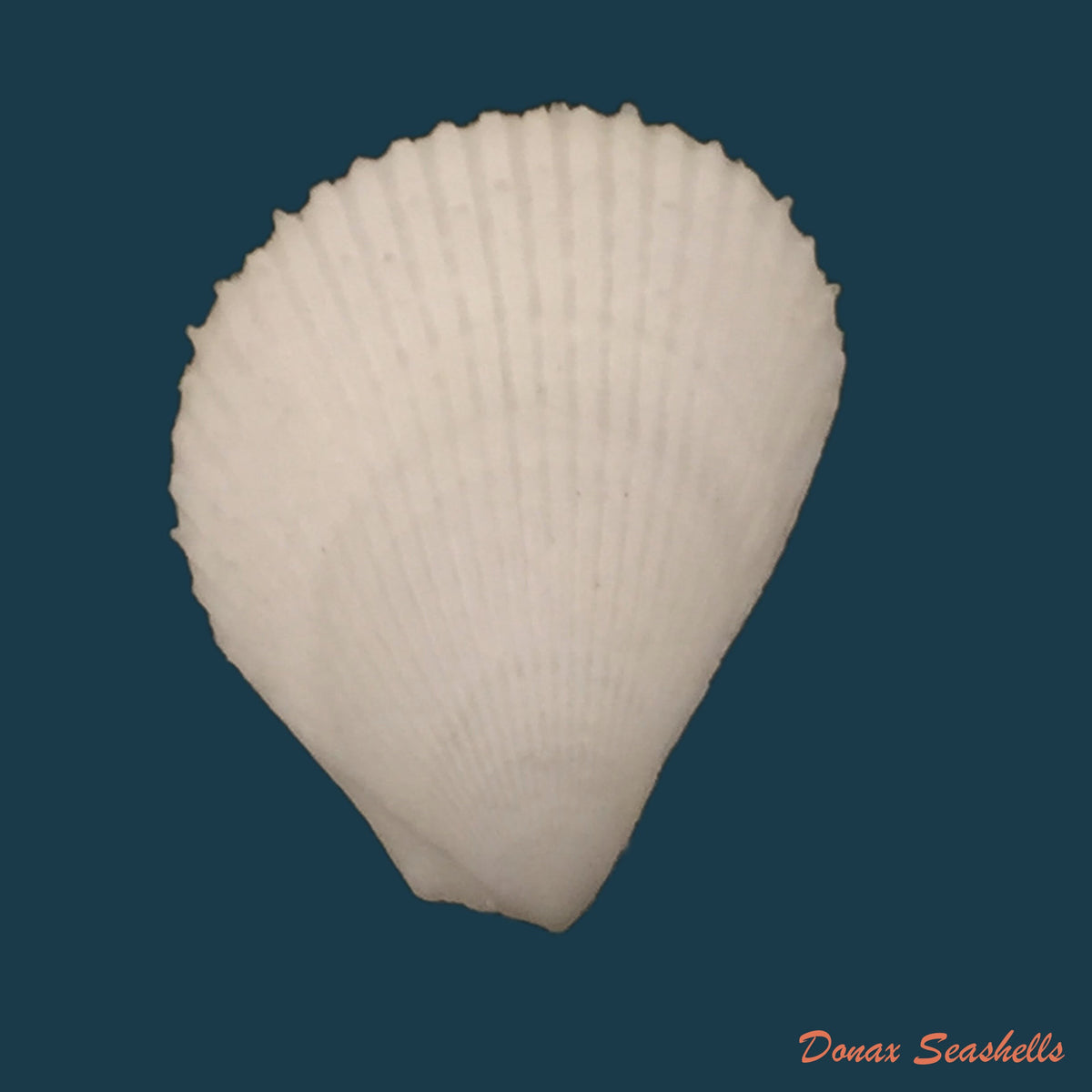 copia-de-lima-caribaea-dorbigny-1842-38-3mm