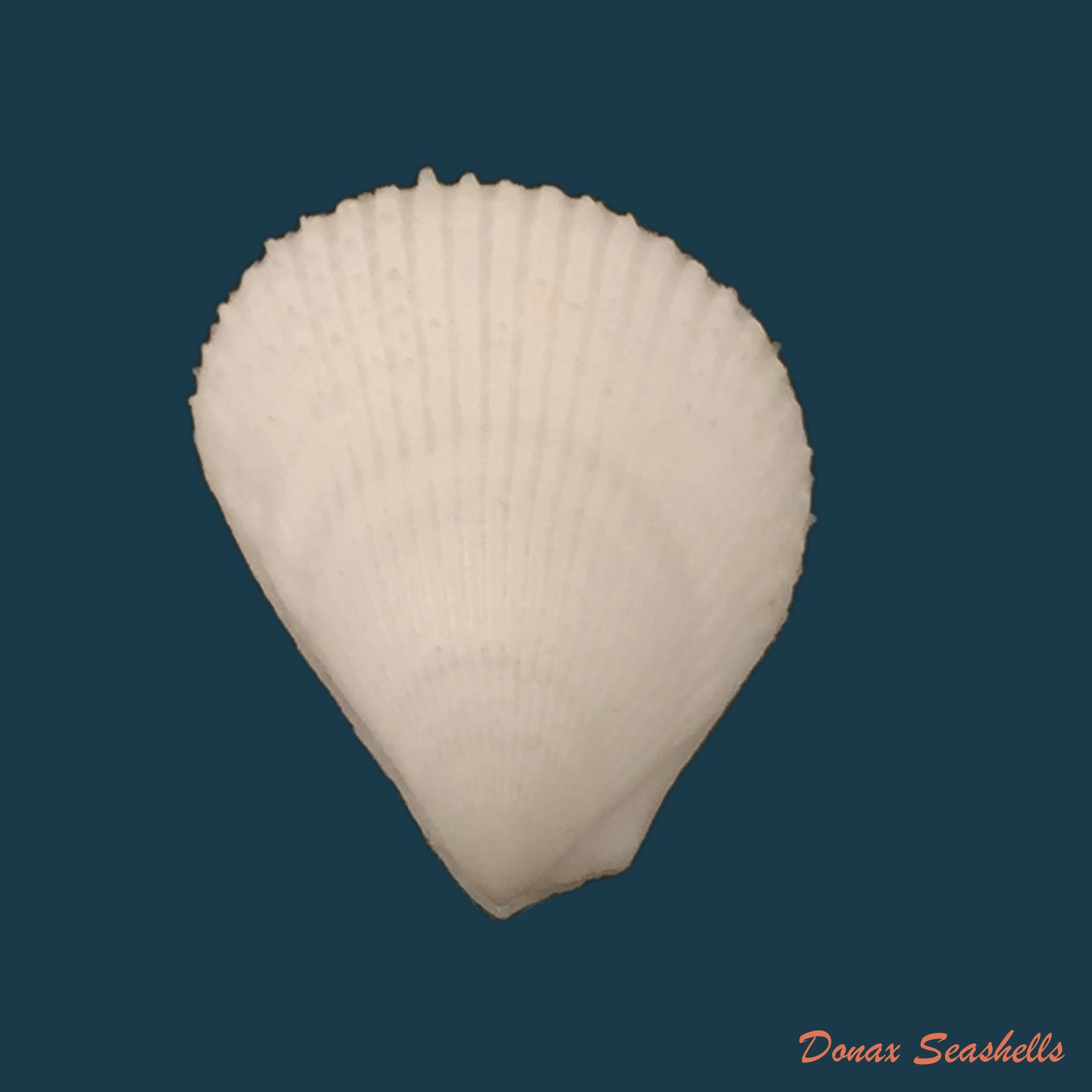 copia-de-lima-caribaea-dorbigny-1842-38-3mm
