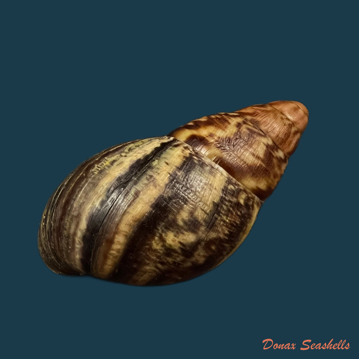 copia-de-limicolaria-aethiops-morelet-1864-51-1mm