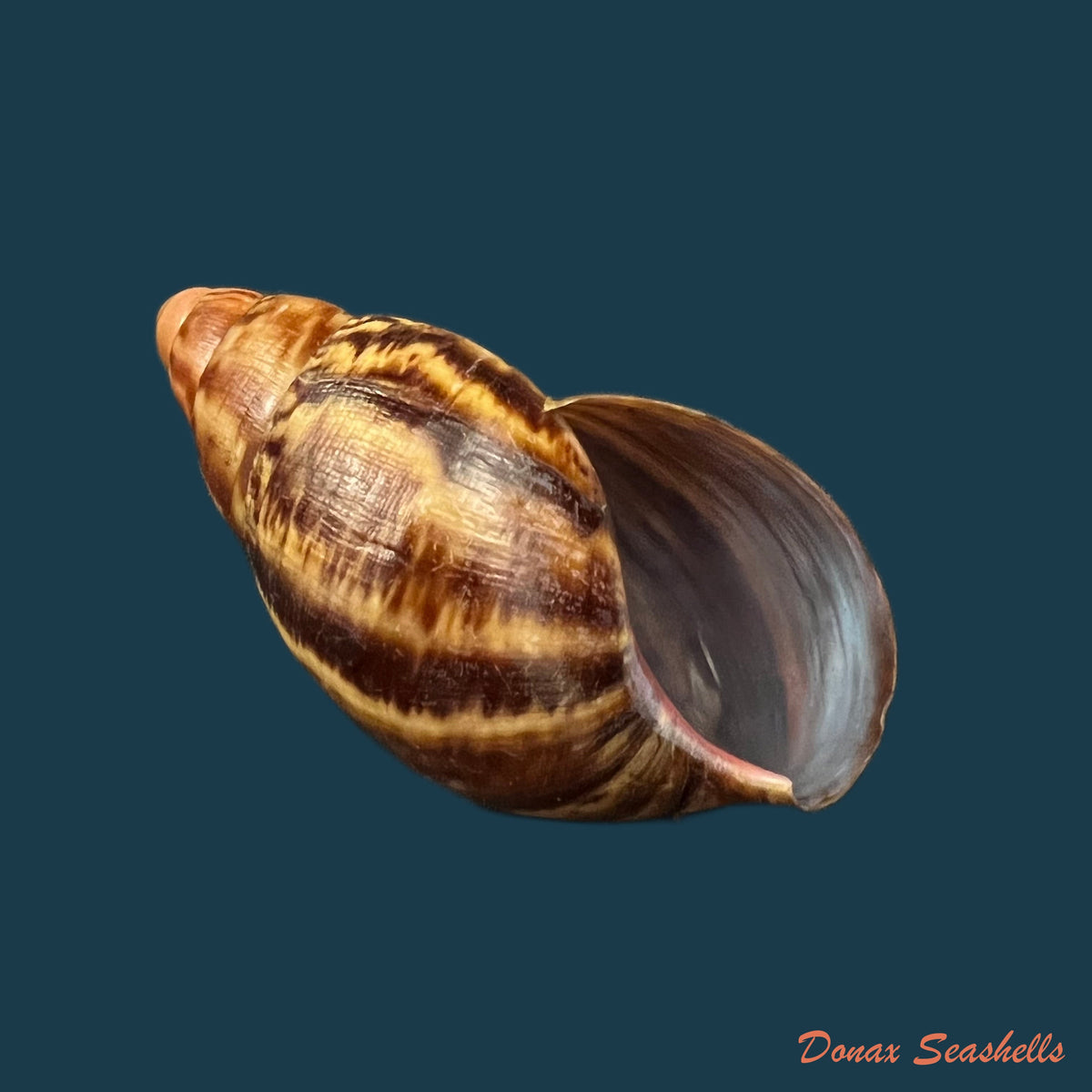 copia-de-limicolaria-aethiops-morelet-1864-51-1mm