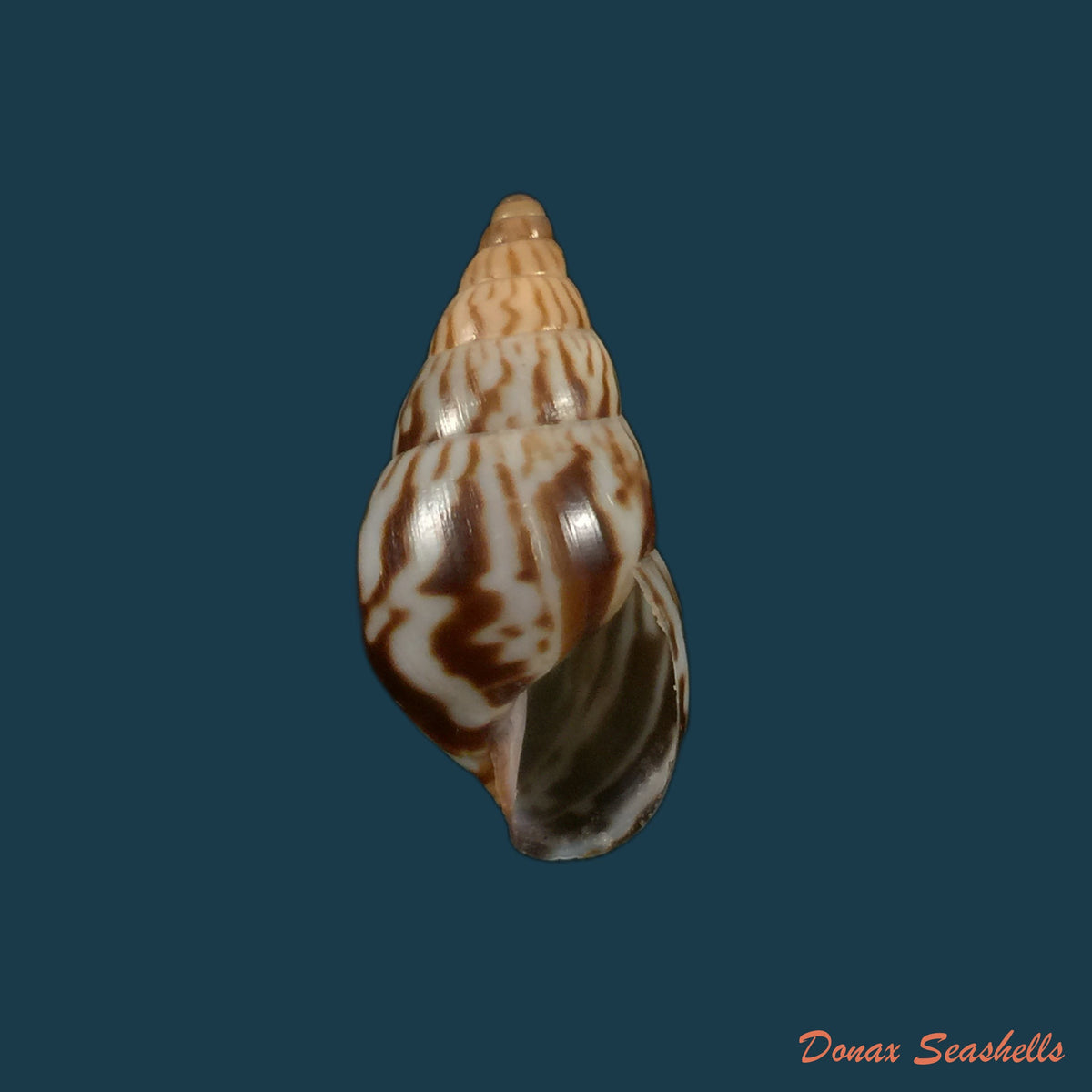 copia-de-limicolaria-kambeul-bruguiere-1792-37-9mm