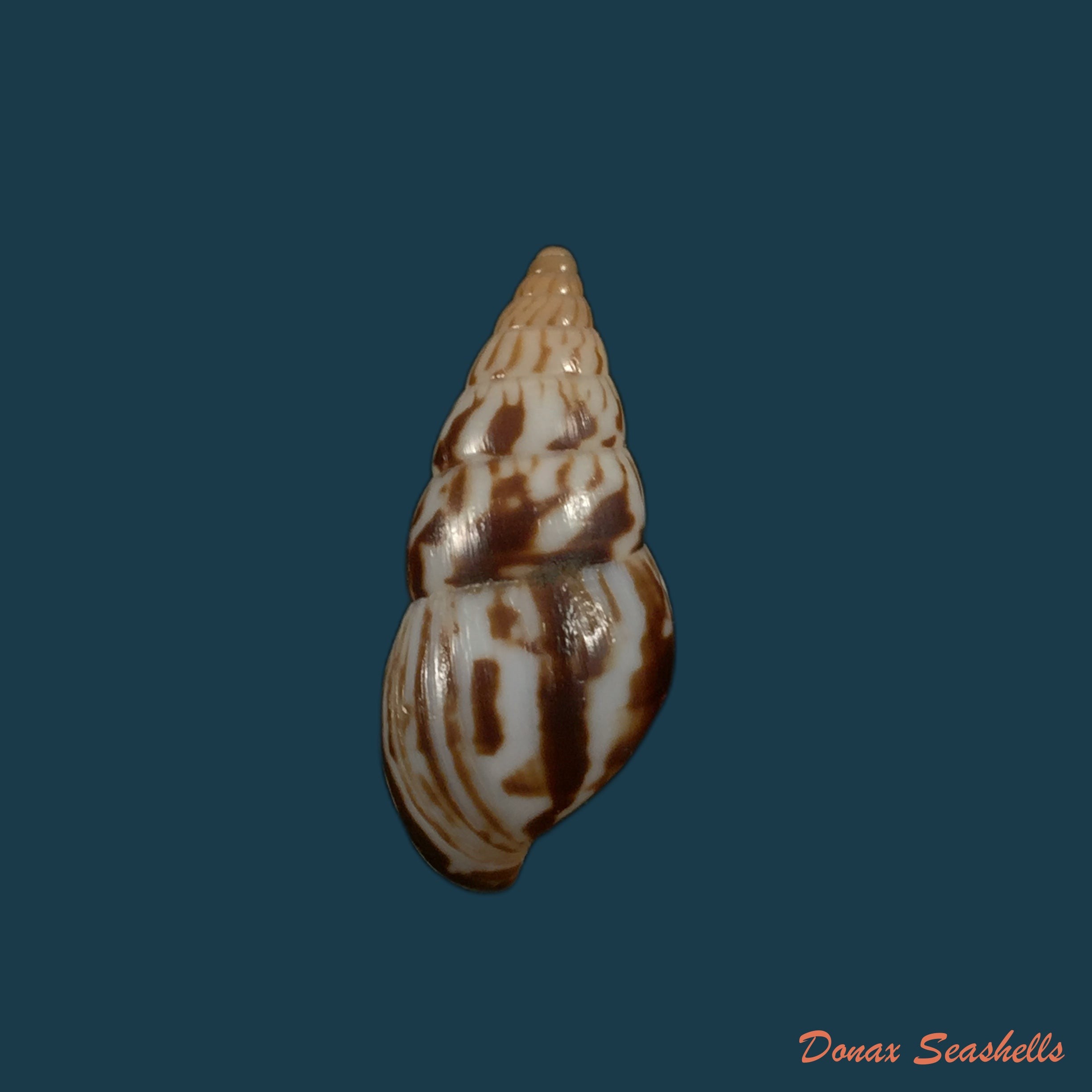 copia-de-limicolaria-numidica-l-reeve-1848-45-6mm-1