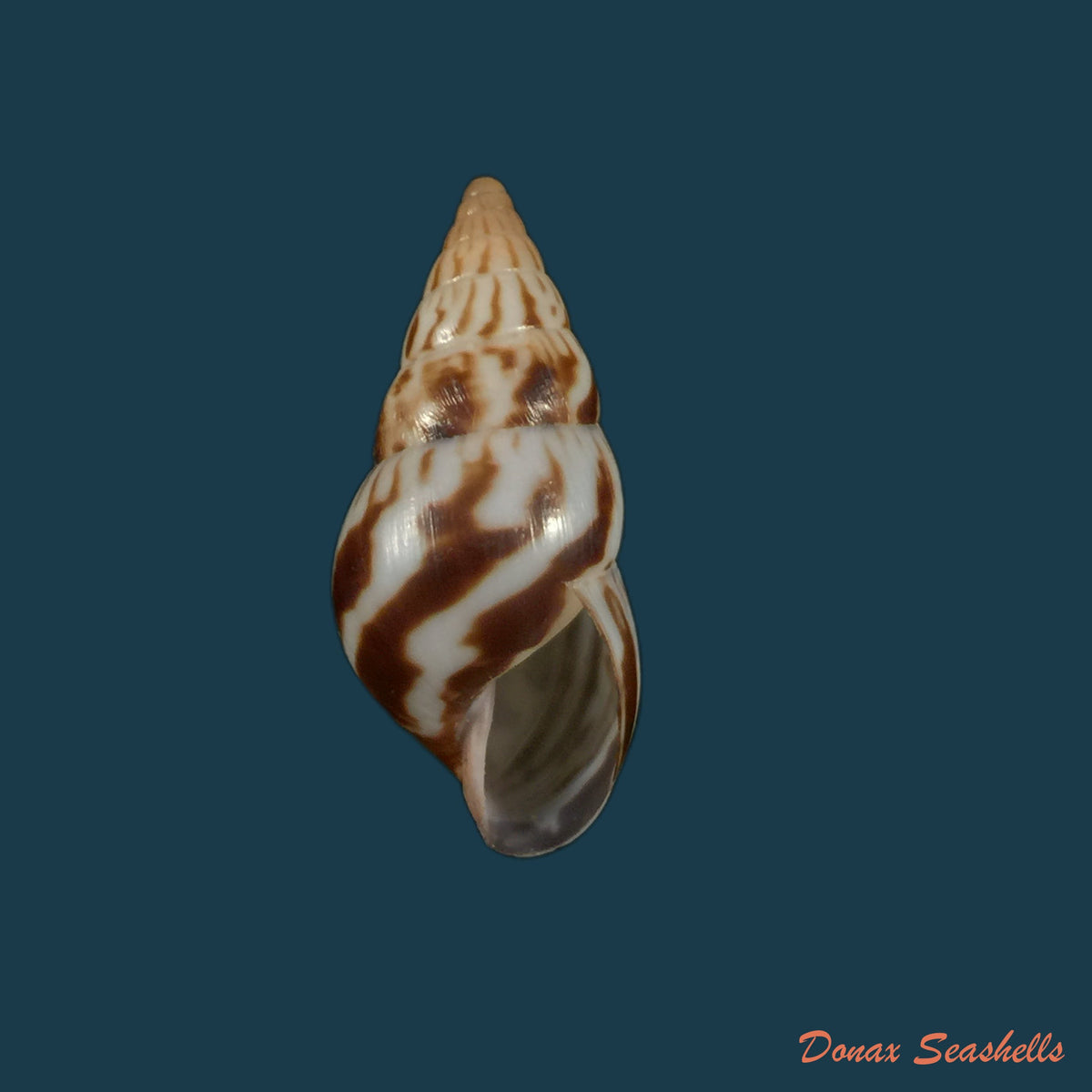 copia-de-limicolaria-numidica-l-reeve-1848-45-6mm-1