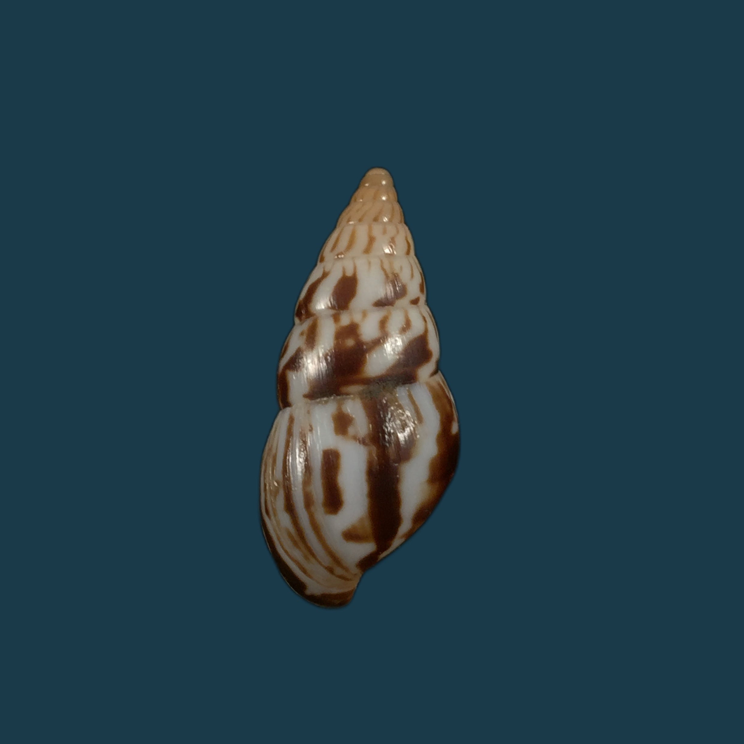 Limicolaria kambeul (Bruguière, 1792) - 43,1mm