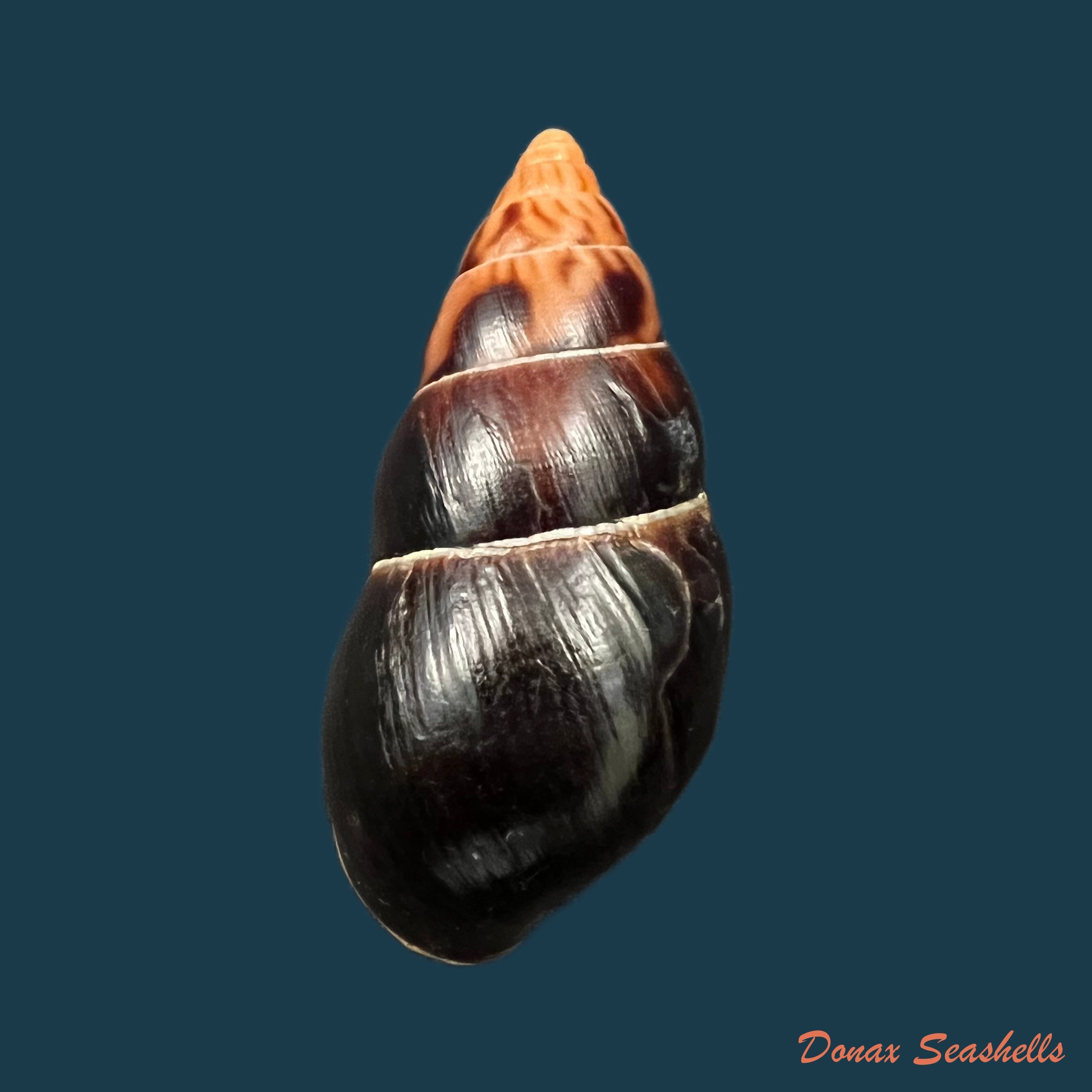 copia-de-limicolaria-numidica-l-reeve-1848-45-6mm