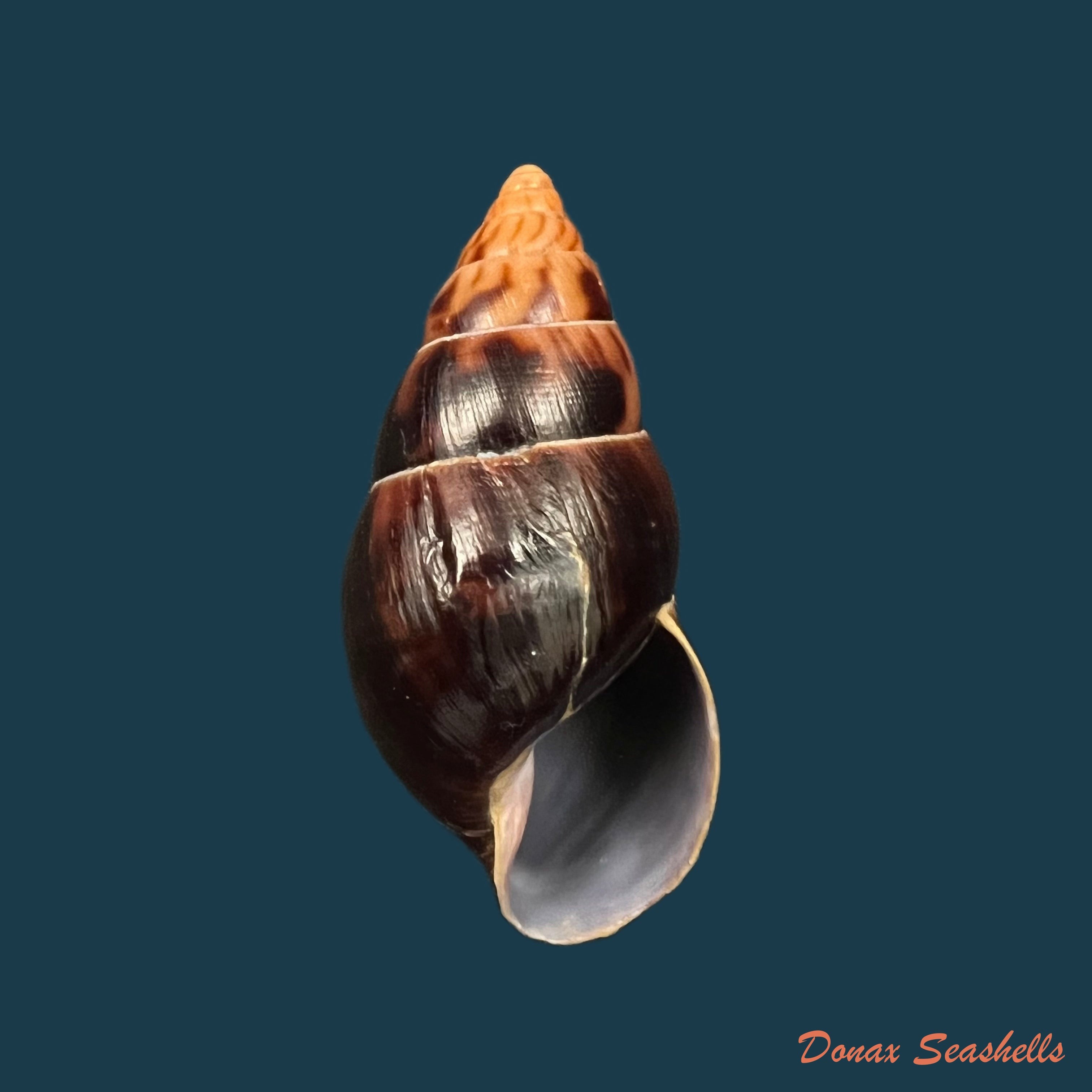 copia-de-limicolaria-numidica-l-reeve-1848-45-6mm