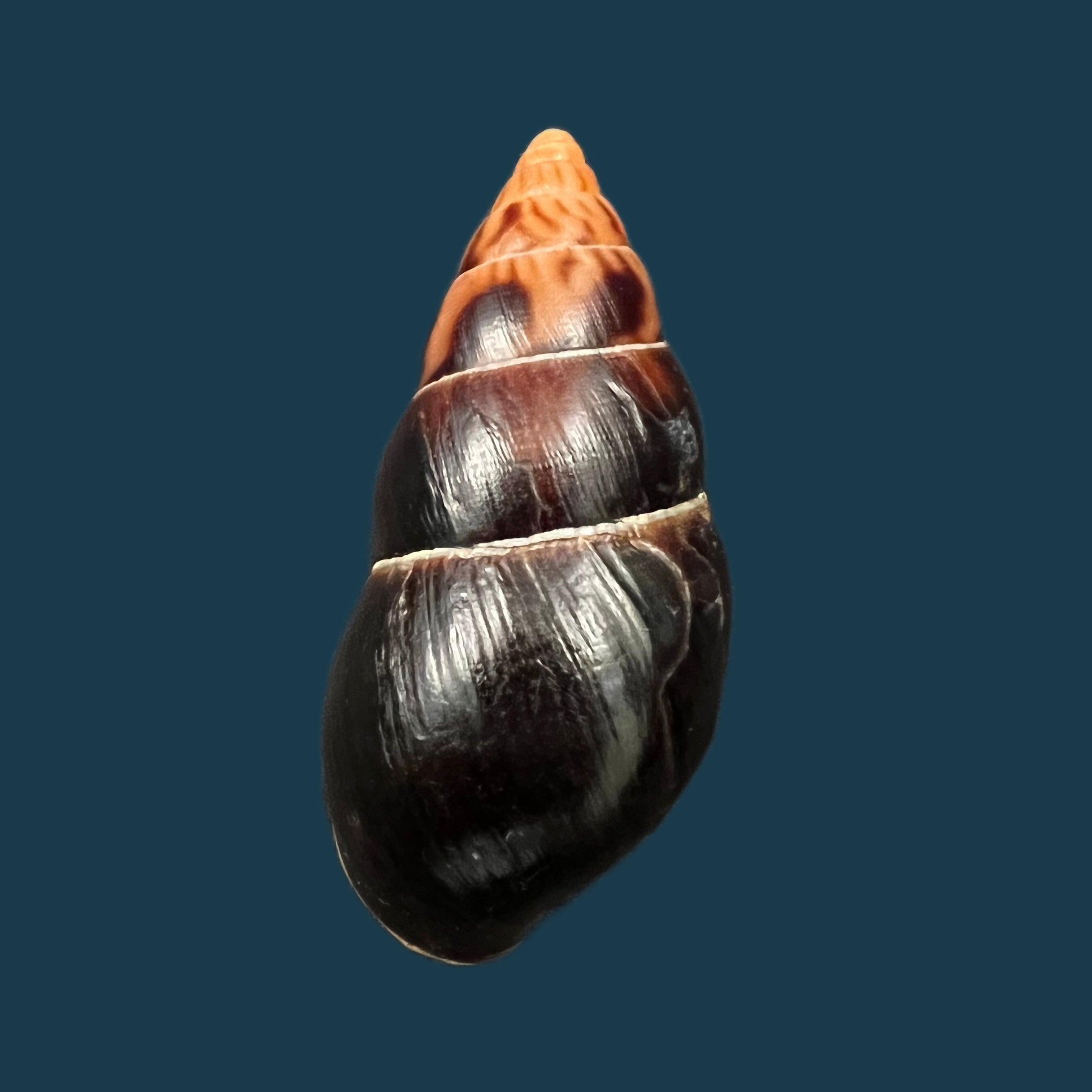 Limicolaria aethiops (莫雷特, 1864) - 51,1mm