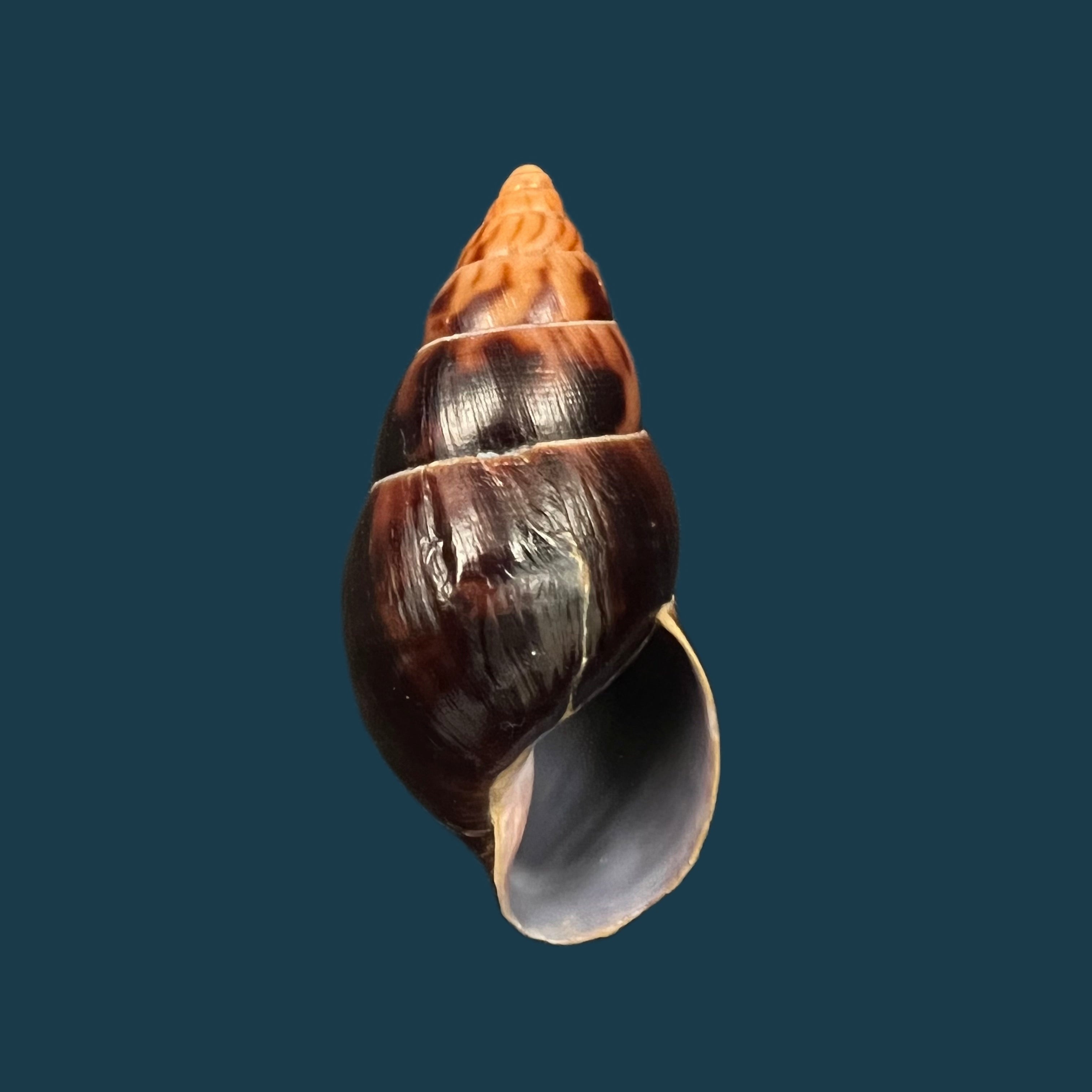 Limicolaria aethiops (莫雷特, 1864) - 51,1mm