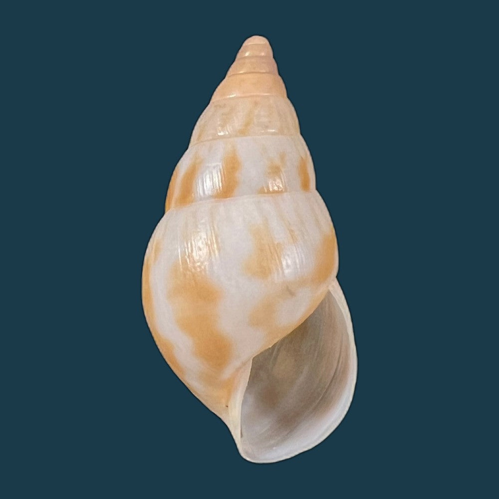 copia-de-limicolaria-tenebricosa-reeve-1848-35-5mm