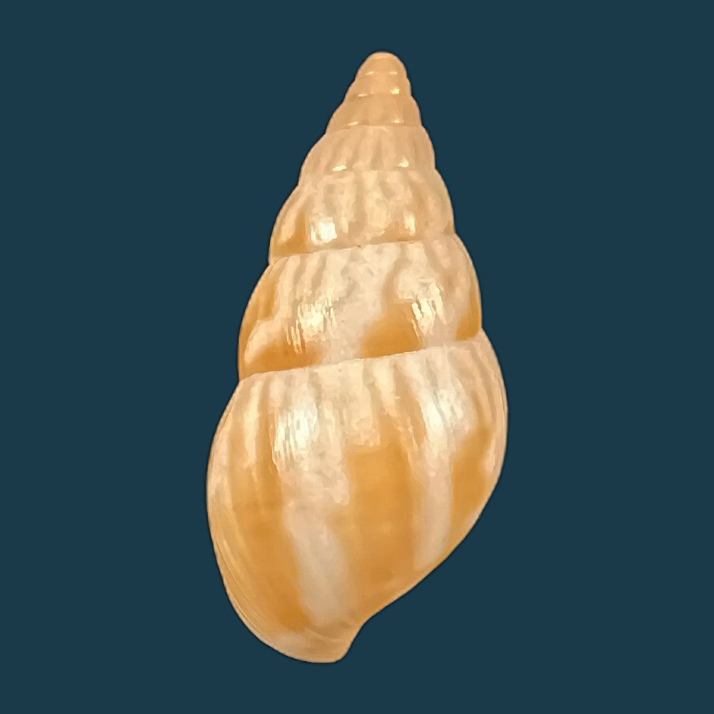 copia-de-limicolaria-tenebricosa-reeve-1848-38-2mm