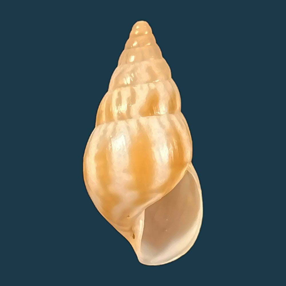 copia-de-limicolaria-tenebricosa-reeve-1848-38-2mm