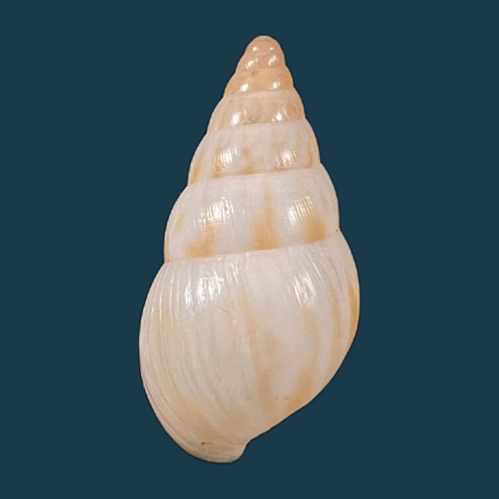 copia-de-limicolaria-tenebricosa-reeve-1848-38-6mm