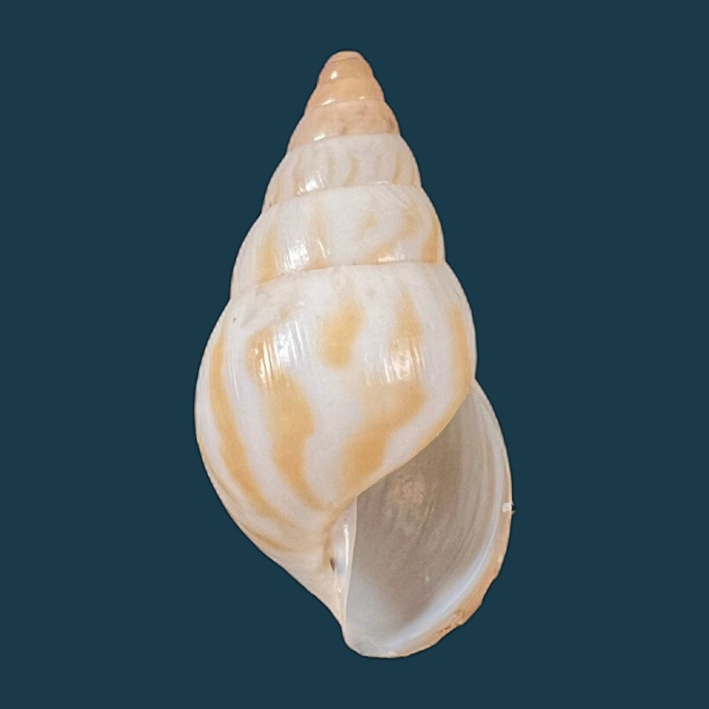 copia-de-limicolaria-tenebricosa-reeve-1848-38-6mm