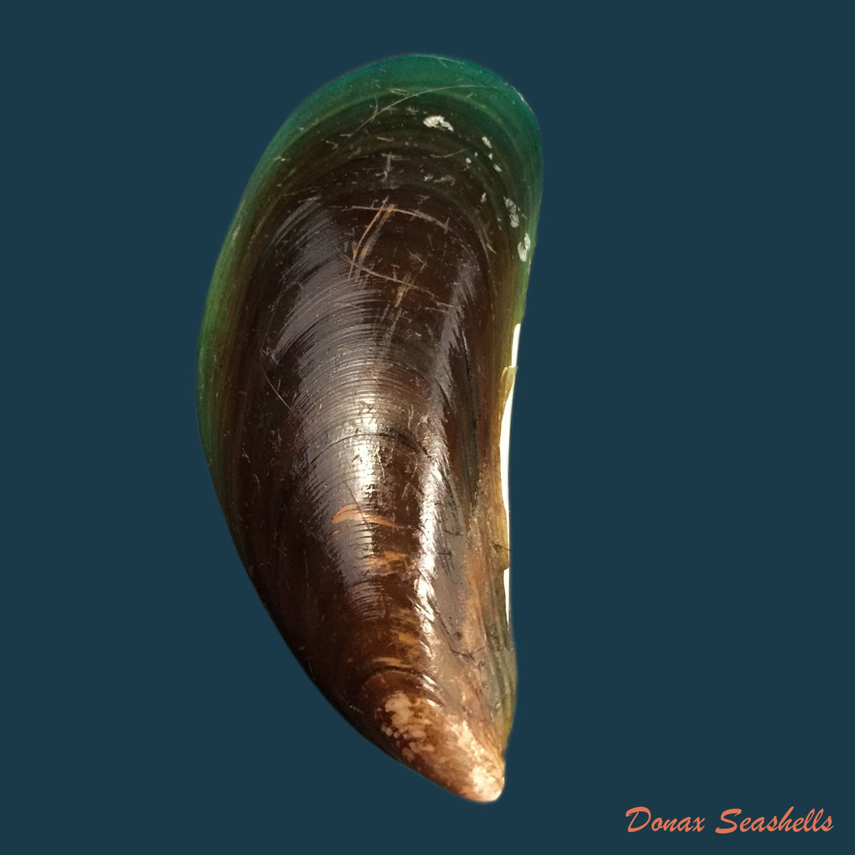 copia-de-lioberus-castaneus-say-1822-21-3mm