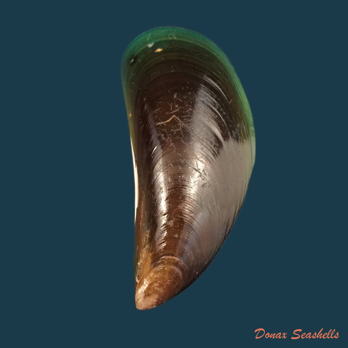 copia-de-lioberus-castaneus-say-1822-21-3mm