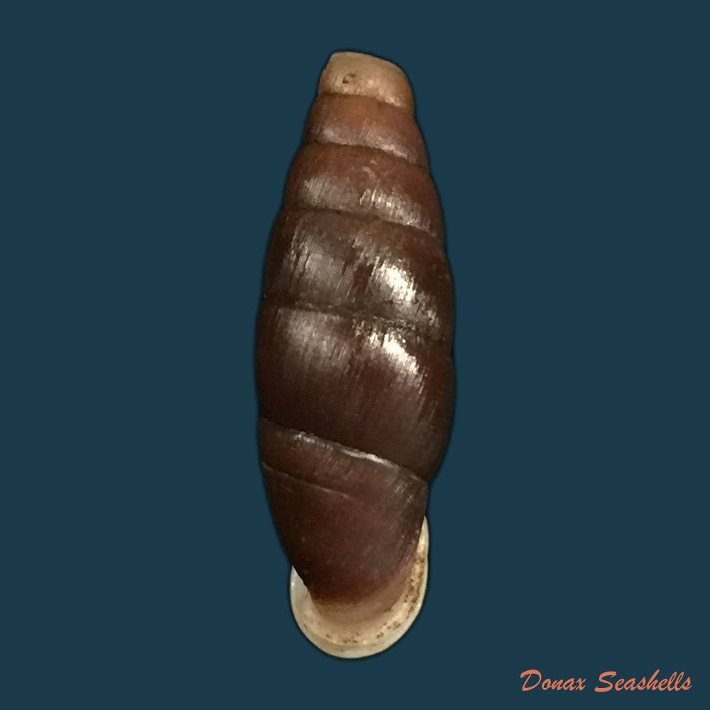 copia-de-liparophaedusa-auregani-bavay-dautzenberg-1904-24-8mm