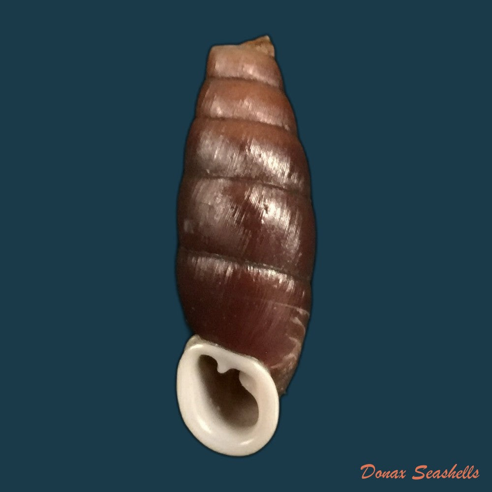 copia-de-liparophaedusa-auregani-bavay-dautzenberg-1904-24-8mm