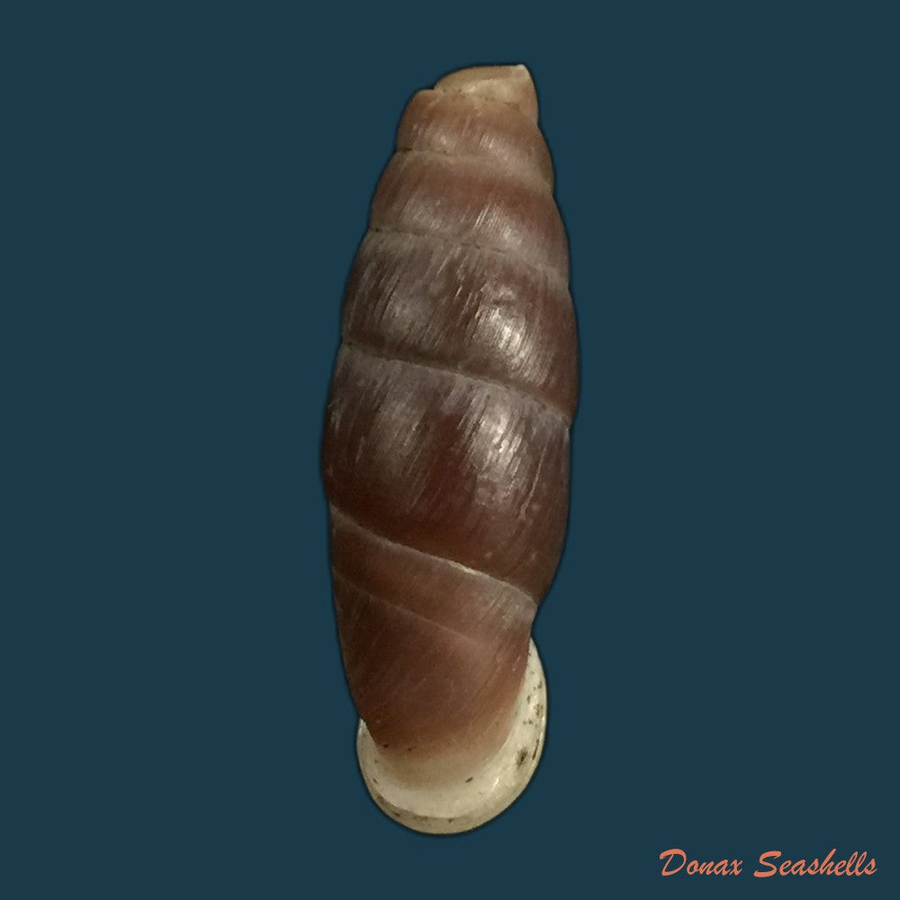 copia-de-liparophaedusa-auregani-bavay-dautzenberg-1904-25mm