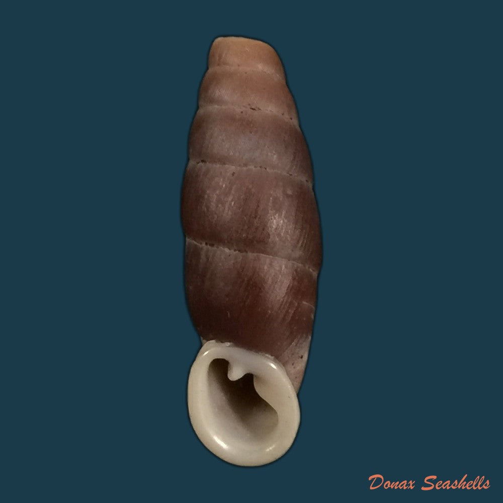 copia-de-liparophaedusa-auregani-bavay-dautzenberg-1904-25mm