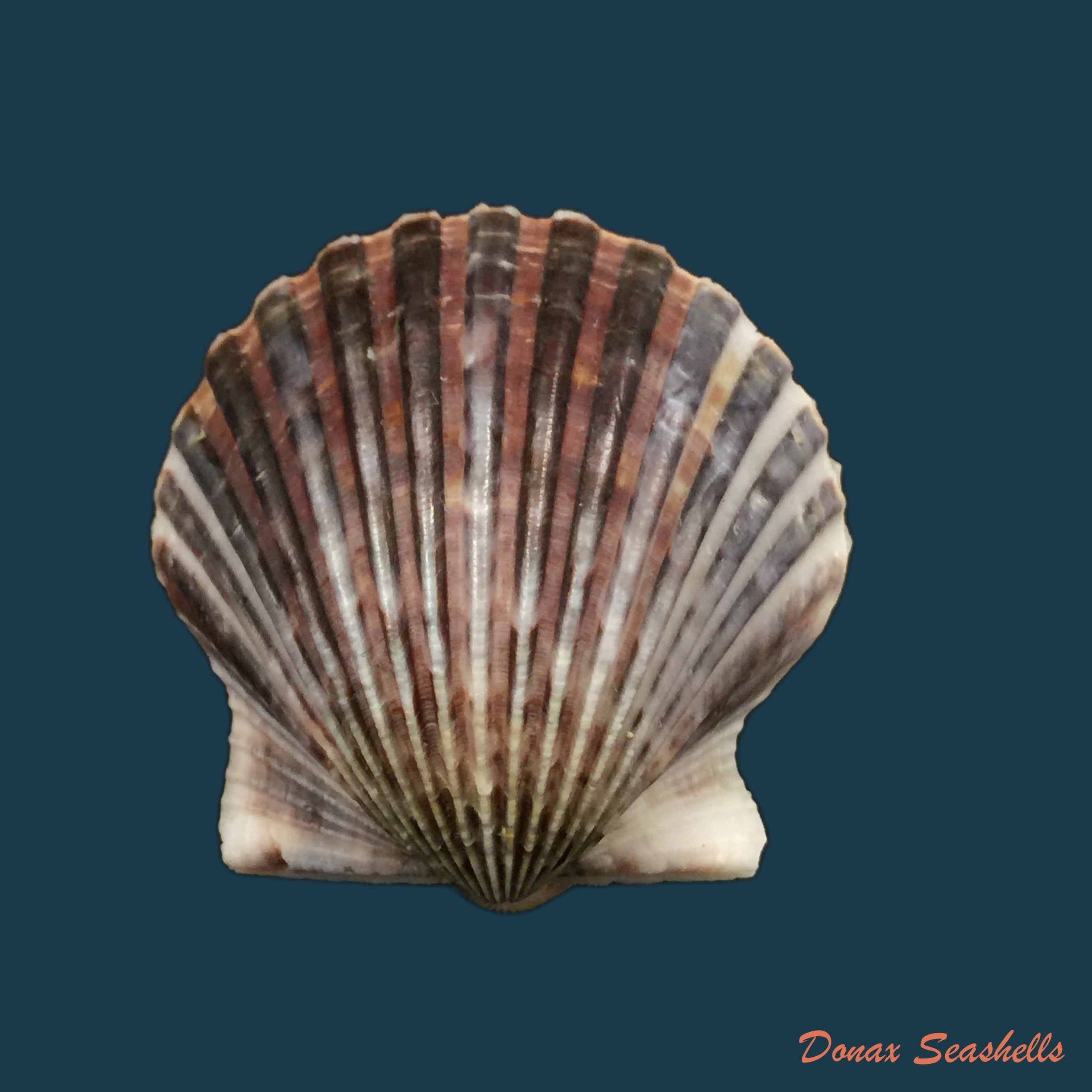 copia-de-lissochlamys-exotica-holten-1802-29-3mm