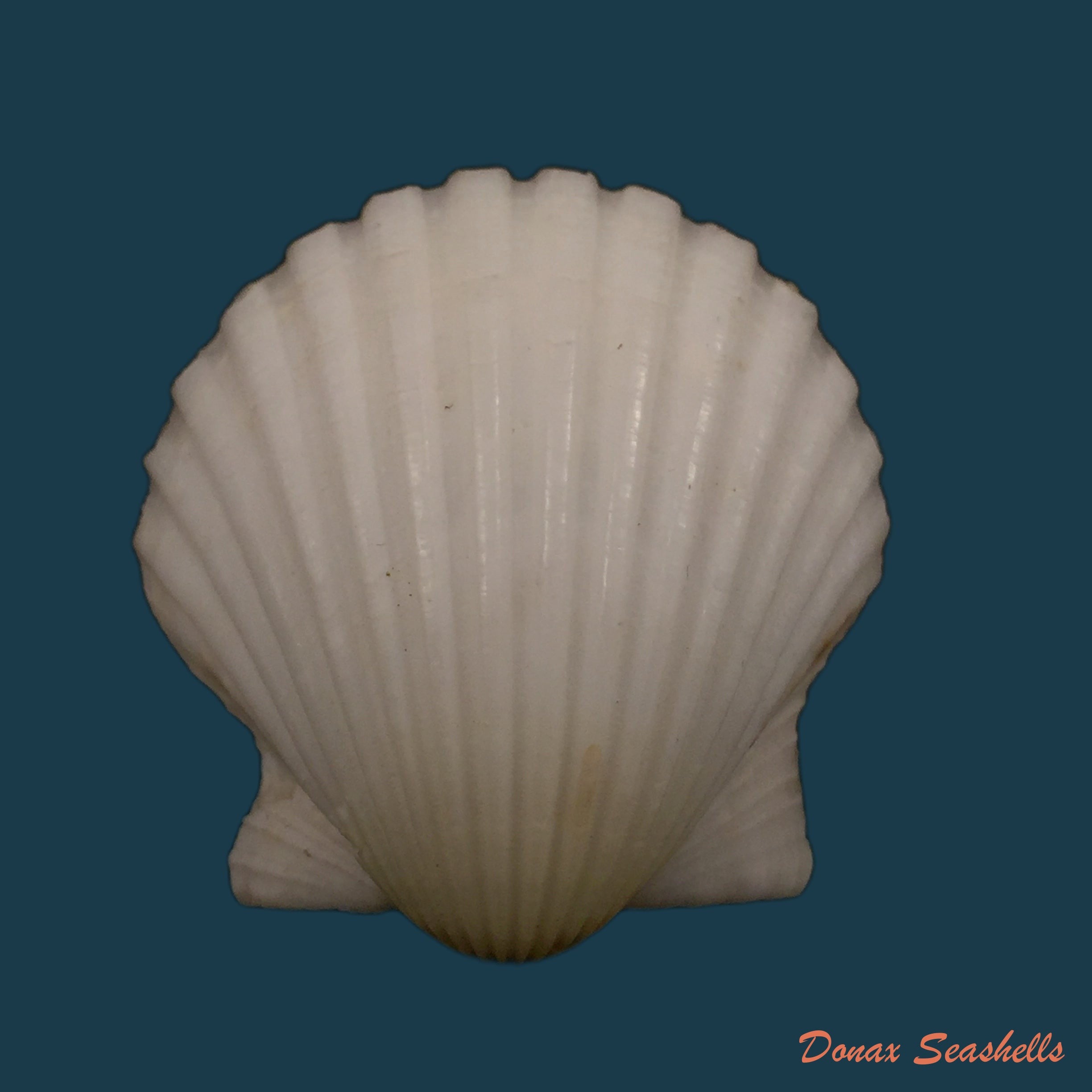 copia-de-lissochlamys-exotica-holten-1802-29-3mm