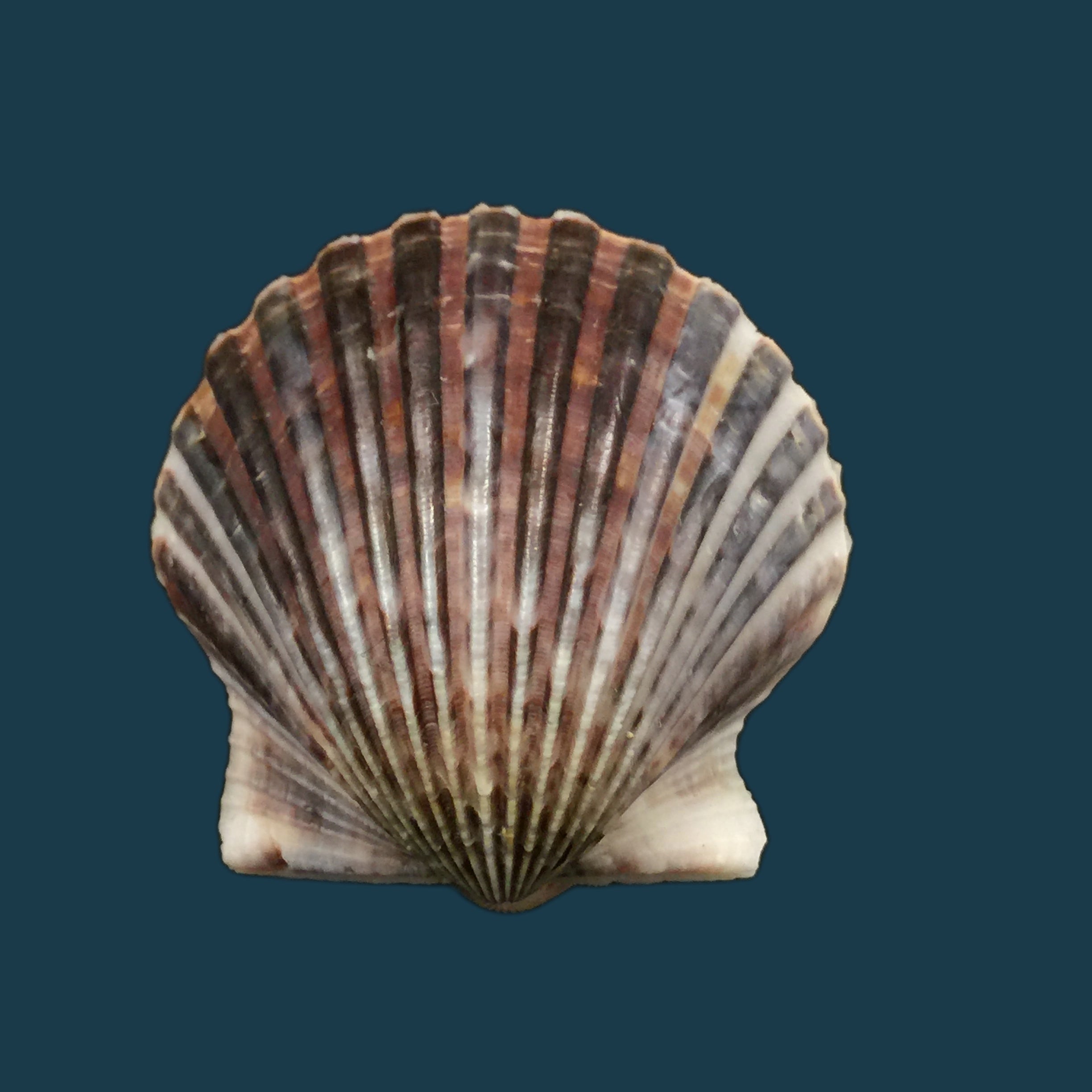 海湾扇贝（Lamarck，1819）- 46,8毫米