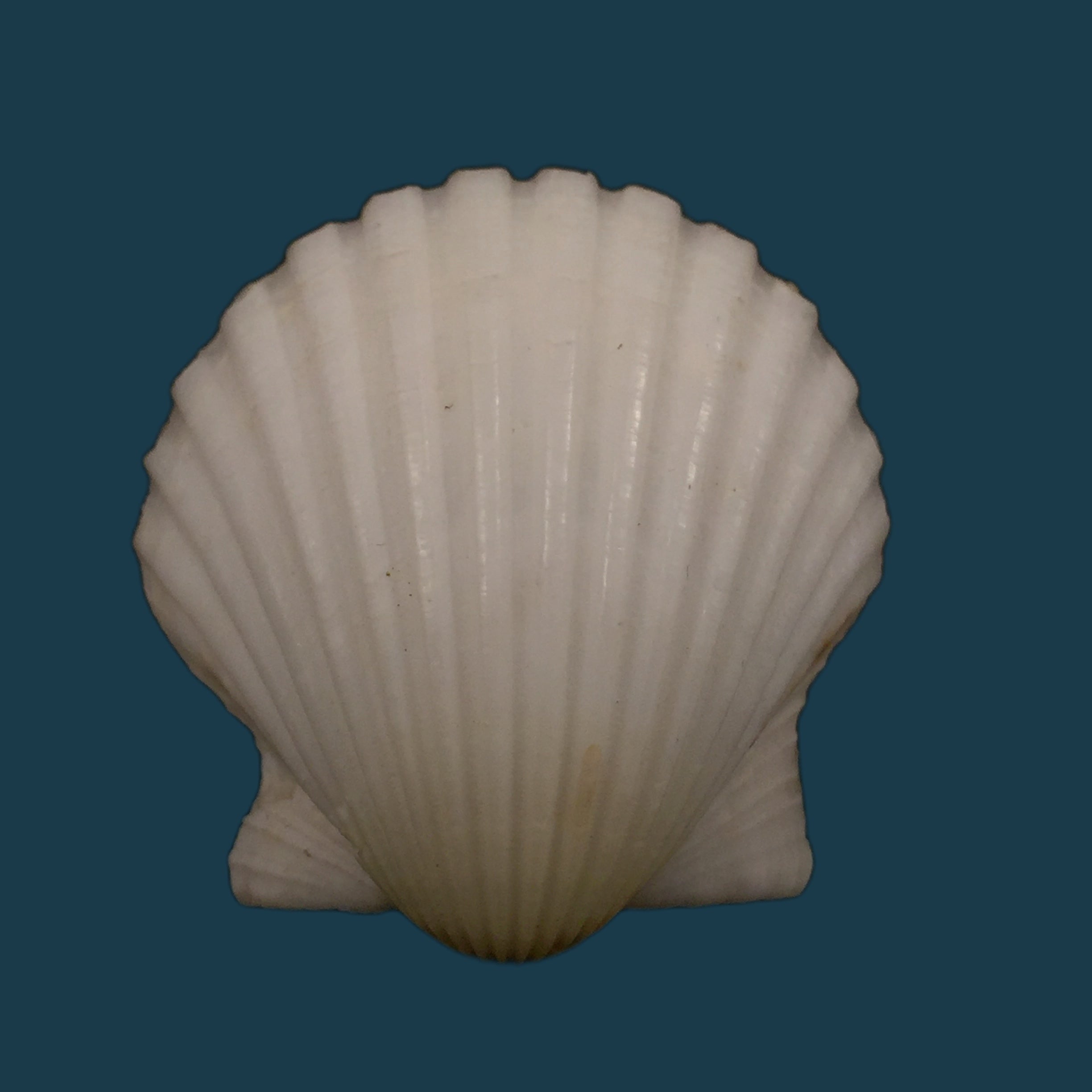 海湾扇贝（Lamarck，1819）- 46,8毫米