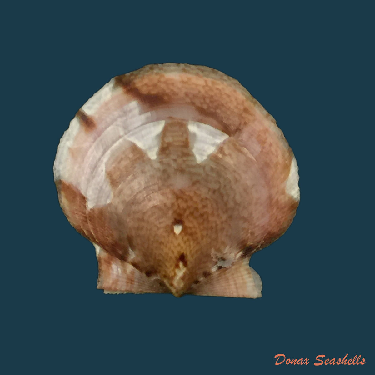 copia-de-lissochlamys-exotica-holten-1802-32mm