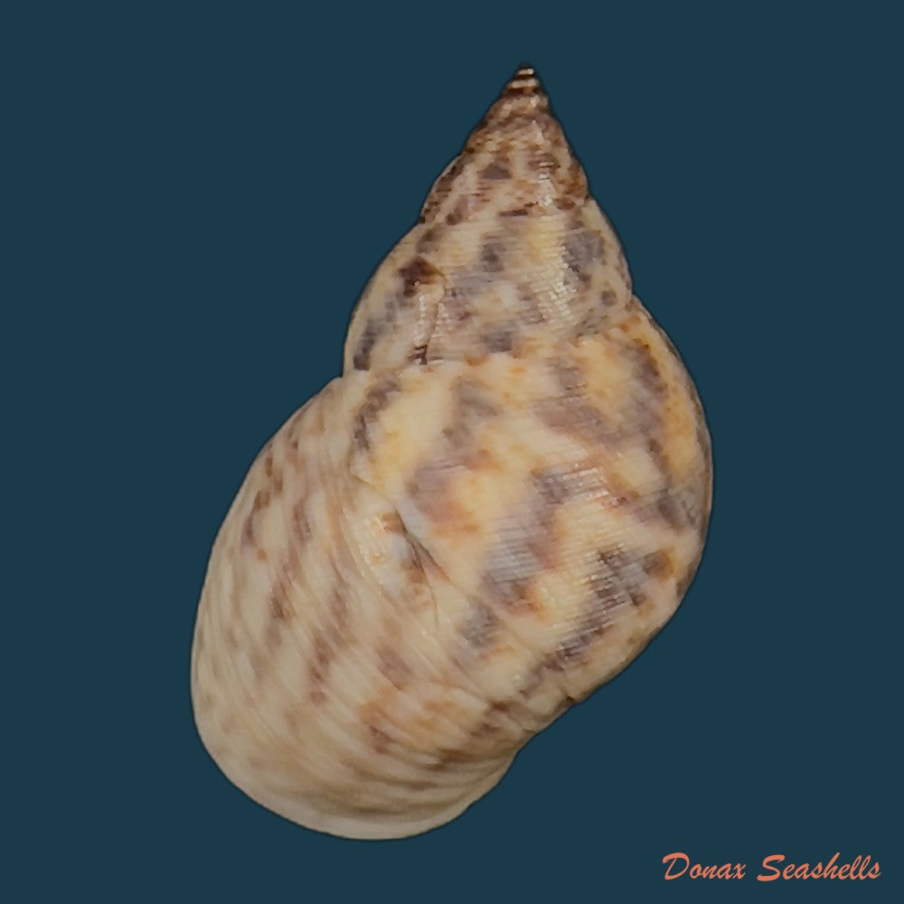 copia-de-littoraria-angulifera-lamarck-1822-30-4mm-1