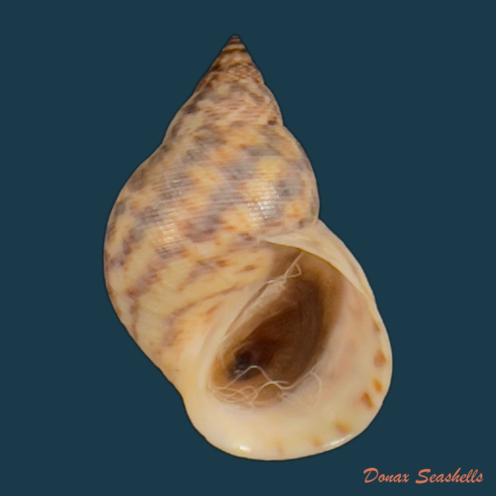 copia-de-littoraria-angulifera-lamarck-1822-30-4mm-1