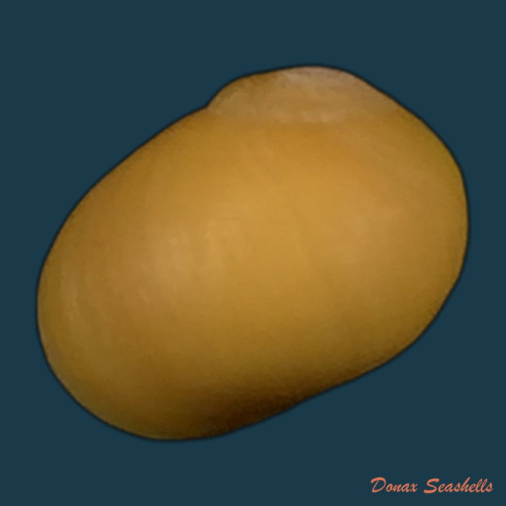 copia-de-littoraria-angulifera-lamarck-1822-30-4mm