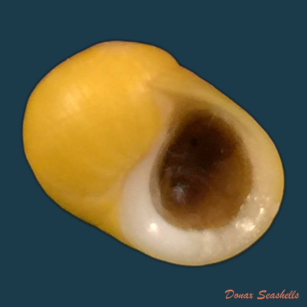copia-de-littoraria-angulifera-lamarck-1822-30-4mm