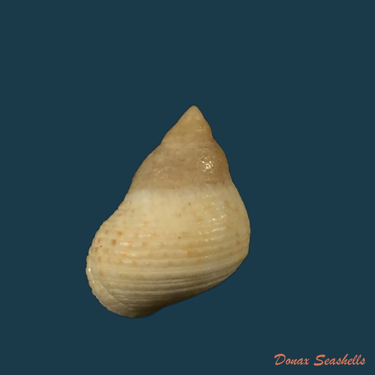 copia-de-littoraria-irrorata-say-1822-20-4mm