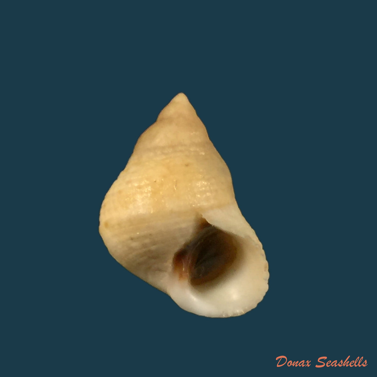 copia-de-littoraria-irrorata-say-1822-20-4mm