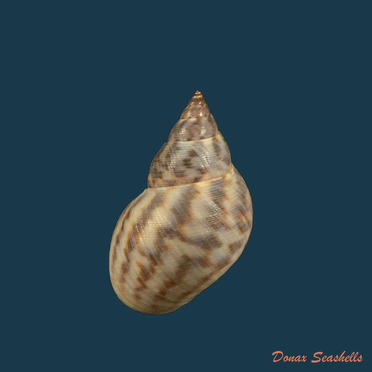 copia-de-littoraria-irrorata-say-1822-20-5mm