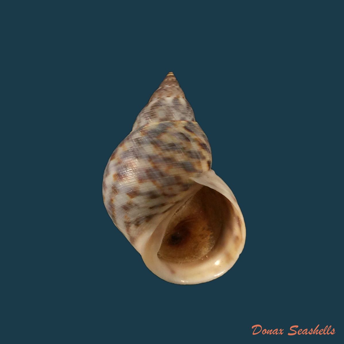 copia-de-littoraria-irrorata-say-1822-20-5mm