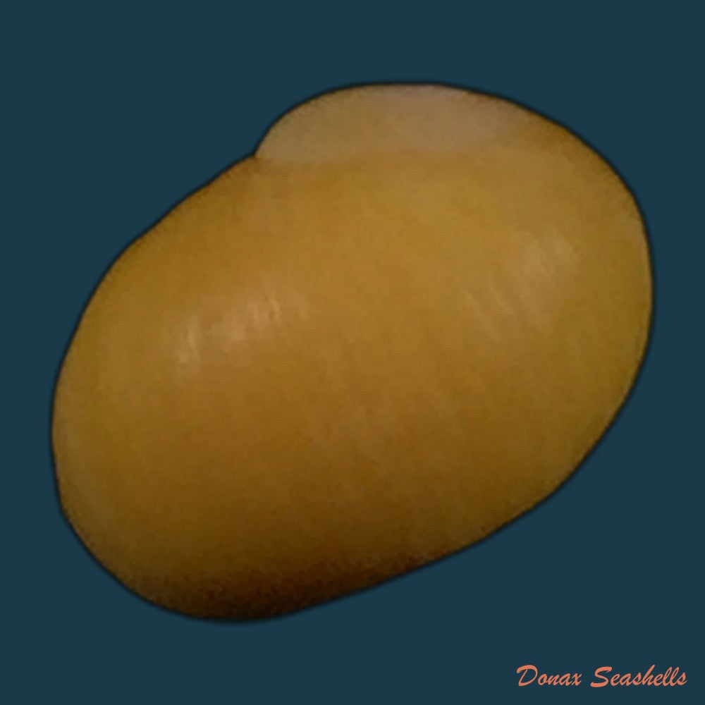 copia-de-littorina-obtusata-linnaeus-1758-14-2mm