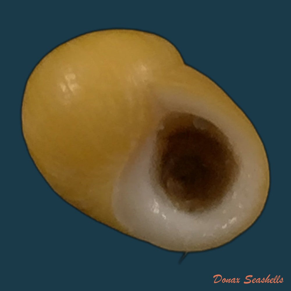 copia-de-littorina-obtusata-linnaeus-1758-14-2mm
