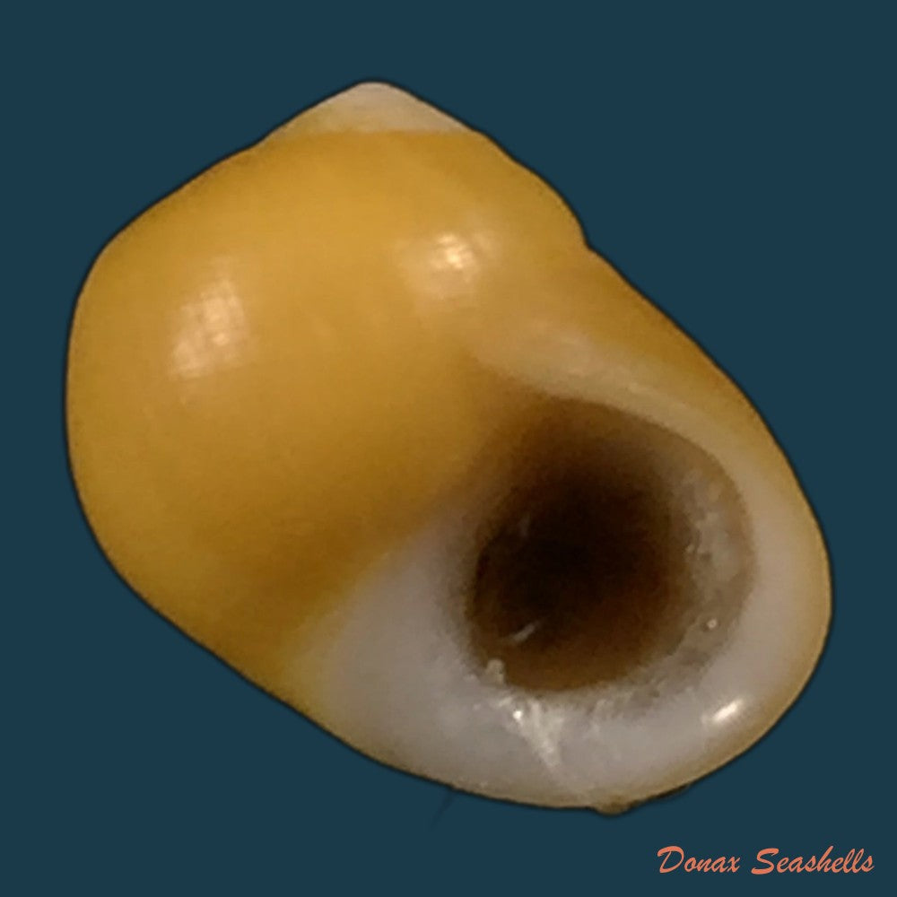 copia-de-littorina-obtusata-linnaeus-1758-14-6mm